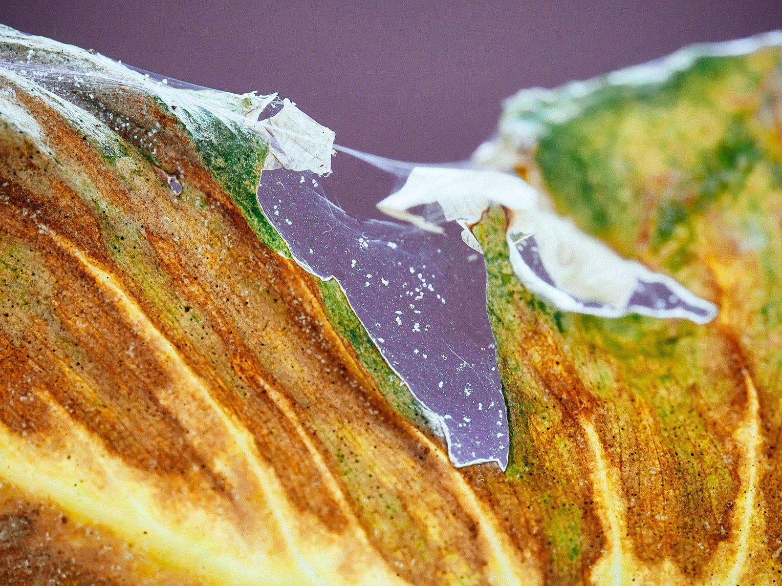 Extreme close-up of spider mites and their webbing on severely damaged Philodendron leaf