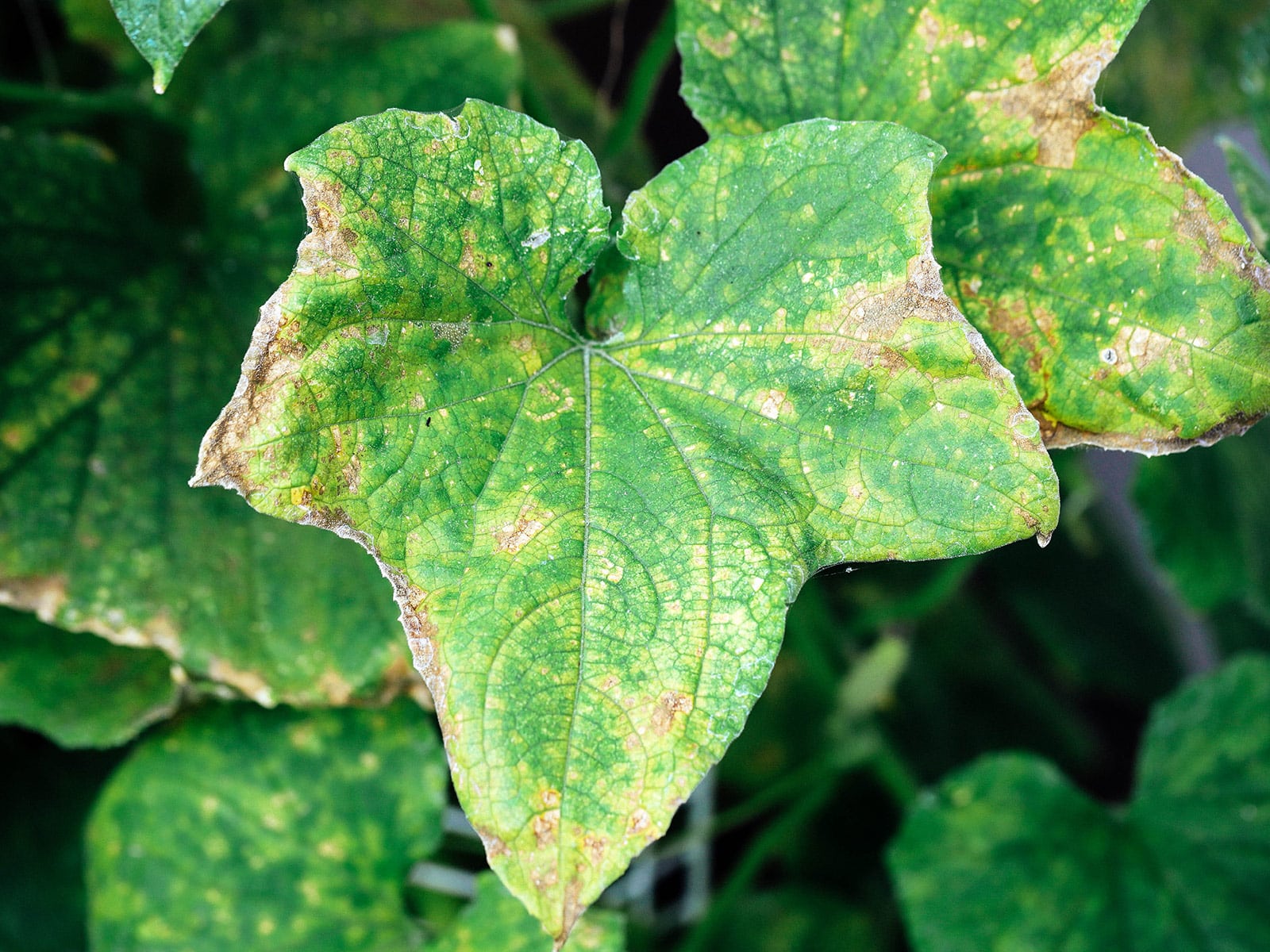 Close-up of spider mite damage on cucumber leaves with yellowed and bronzed edges and severe stippling