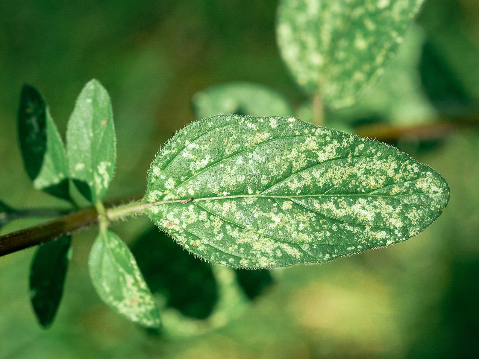 Close-up of stippled leaf resulting from spider mite damage on oregano plant