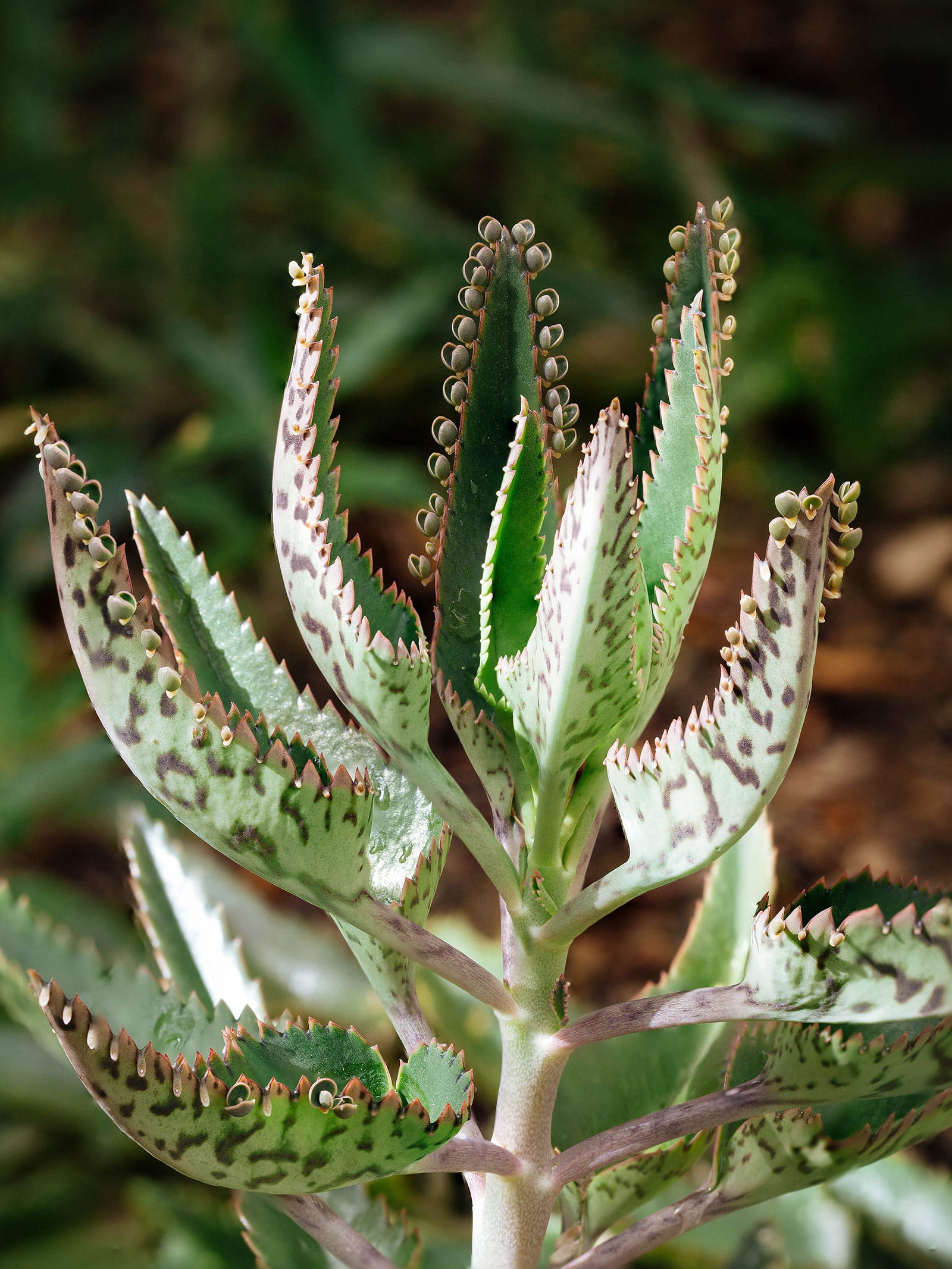 Mother of thousands plant with plantlets growing on the edges of its succulent leaves