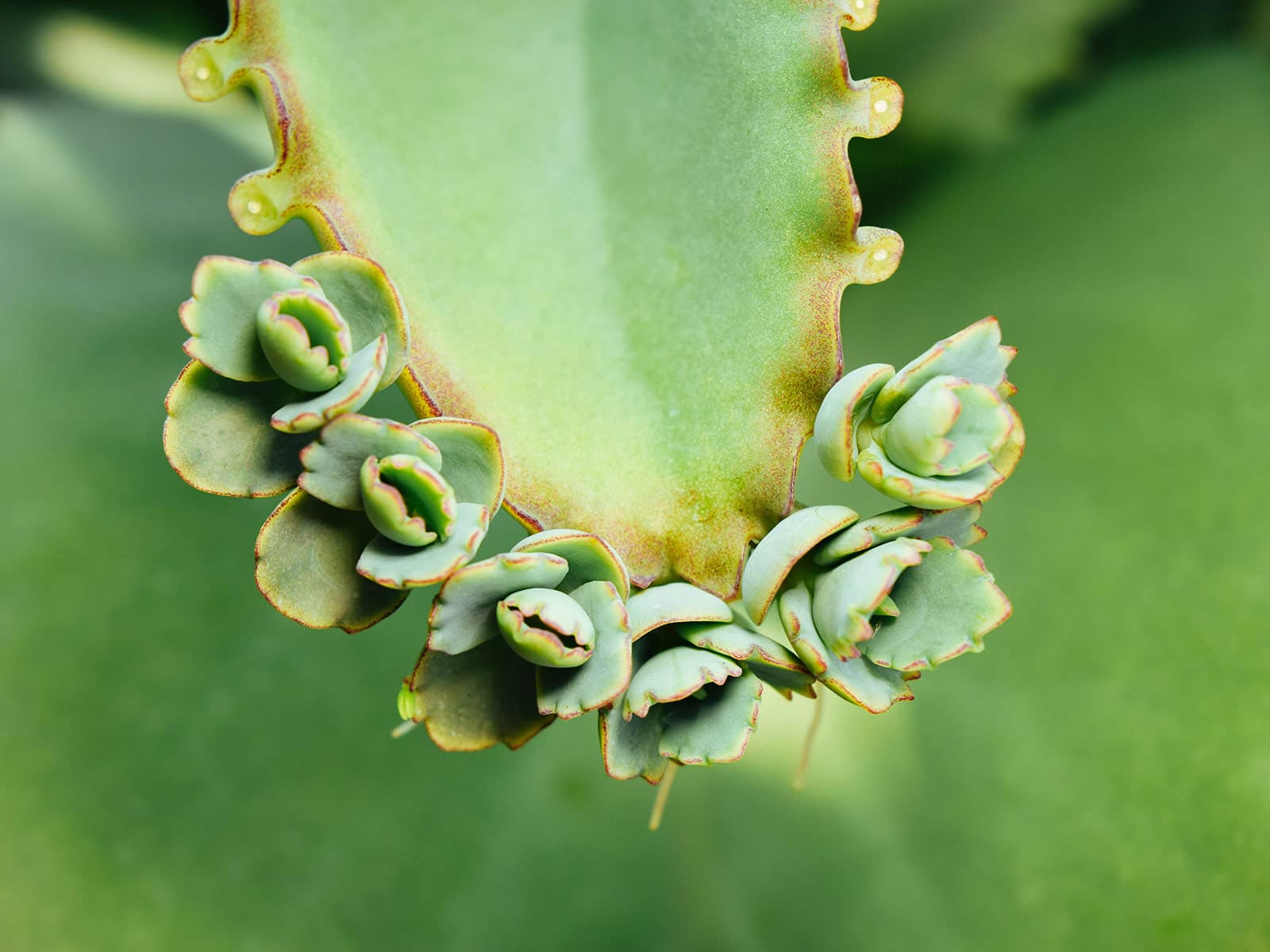 Close-up of plantlets growing on a mother of thousands succulent