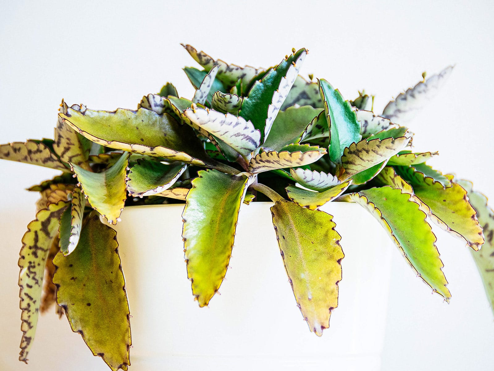 Mother of thousands plant in a white pot against a white wall