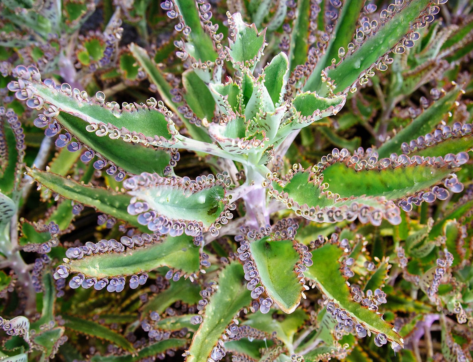 Mother of thousands plant with many plantlets growing on its leaves