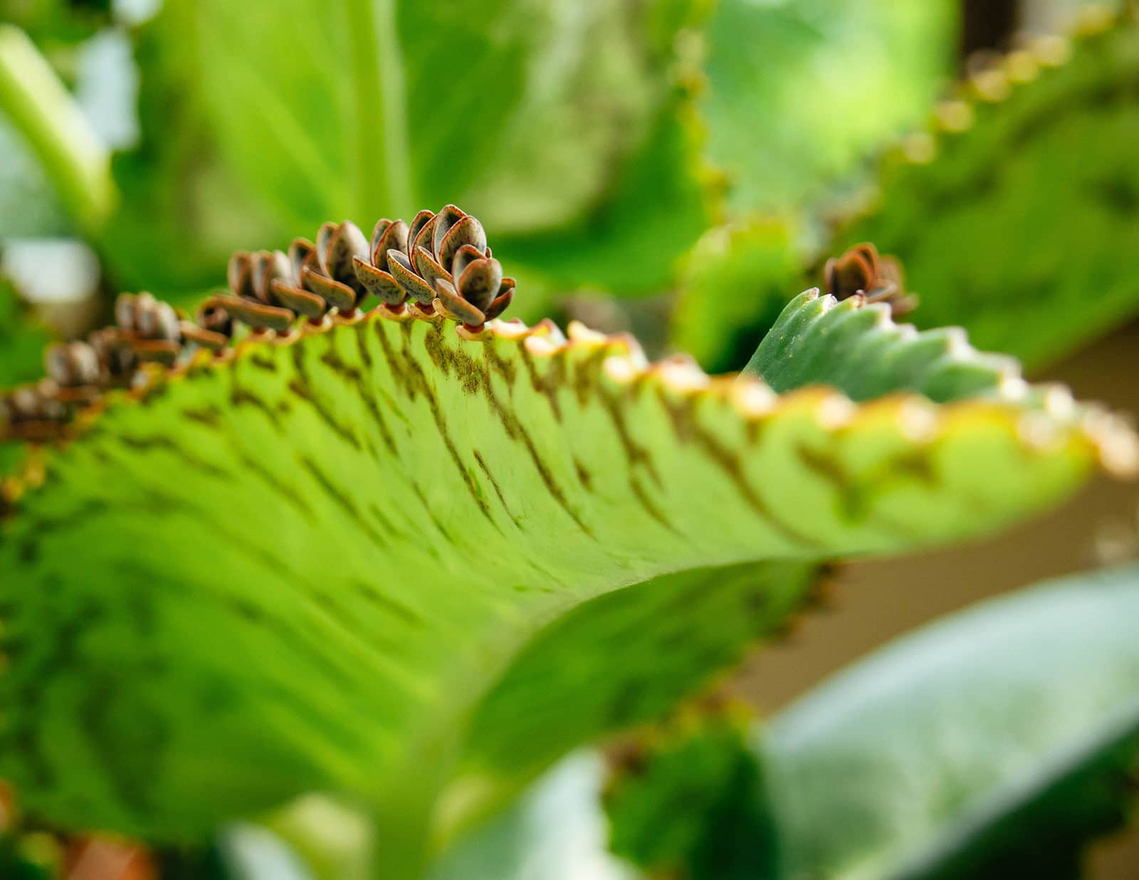 Close-up of mother of thousands leaf with dark stripes on the underside and plantlets growing on the edges