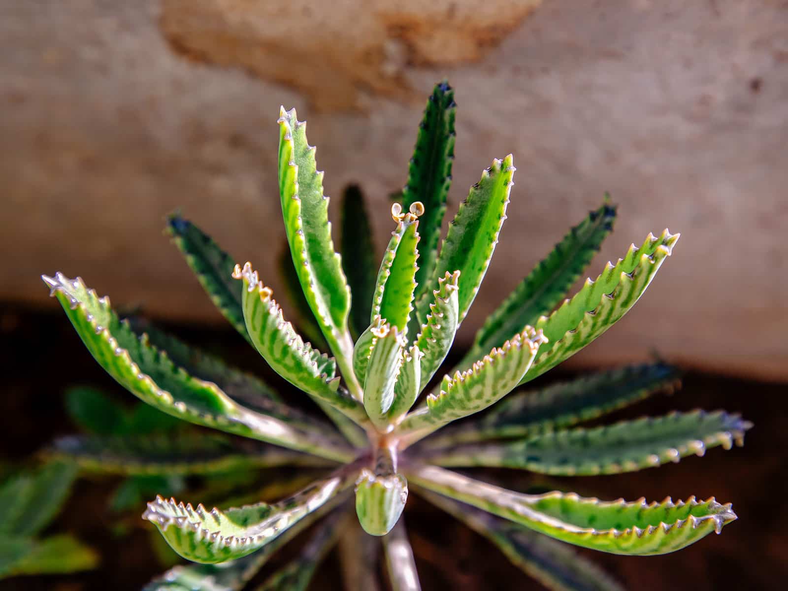 Kalanchoe delagoensis (mother of millions) succulent growing outside in the sun