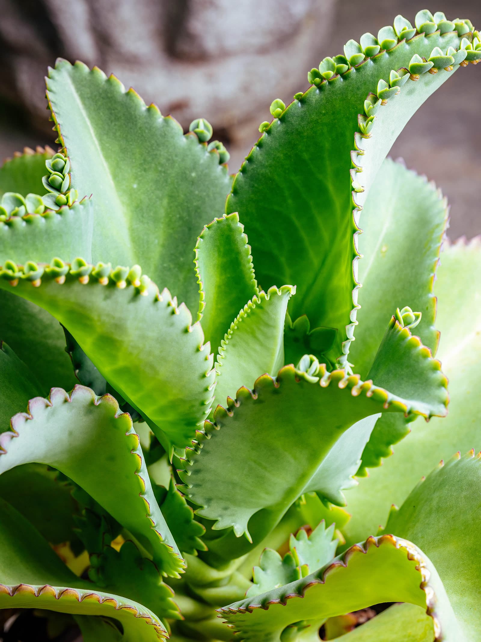 Kalanchoe x laetivirens plant with broad, all green leaves