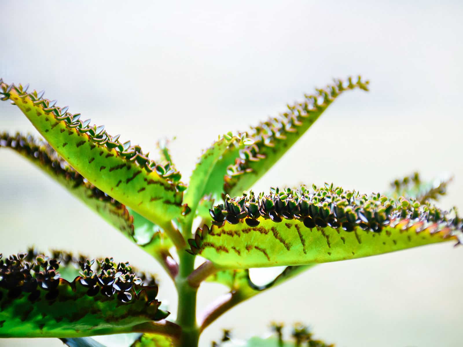 Kalanchoe daigremontiana (mother of thousands) with tons of tiny plantlets growing on its leaves, backlit by the sun