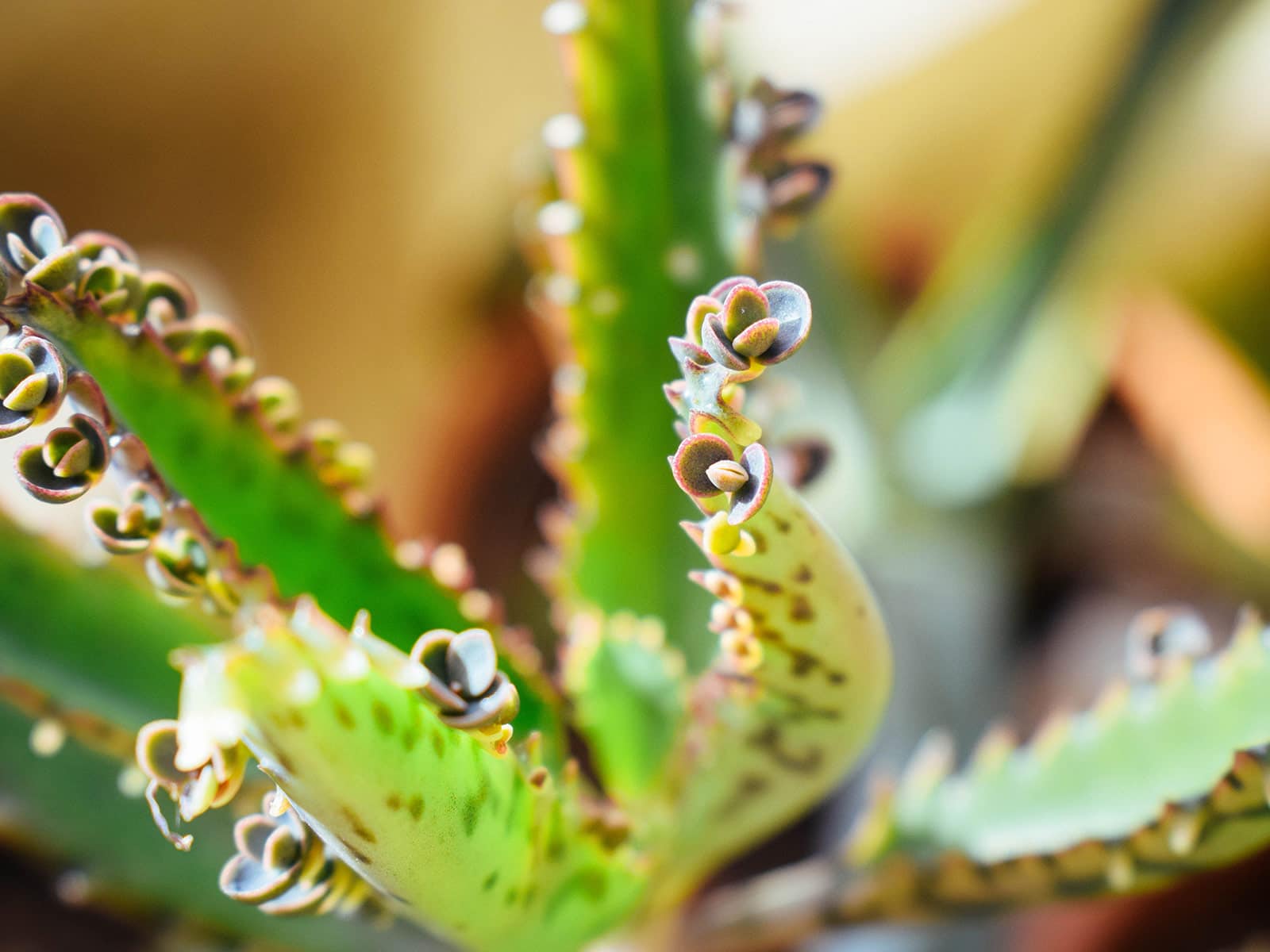 Close-up of plantlets growing on a Kalanchoe daigremontiana succulent