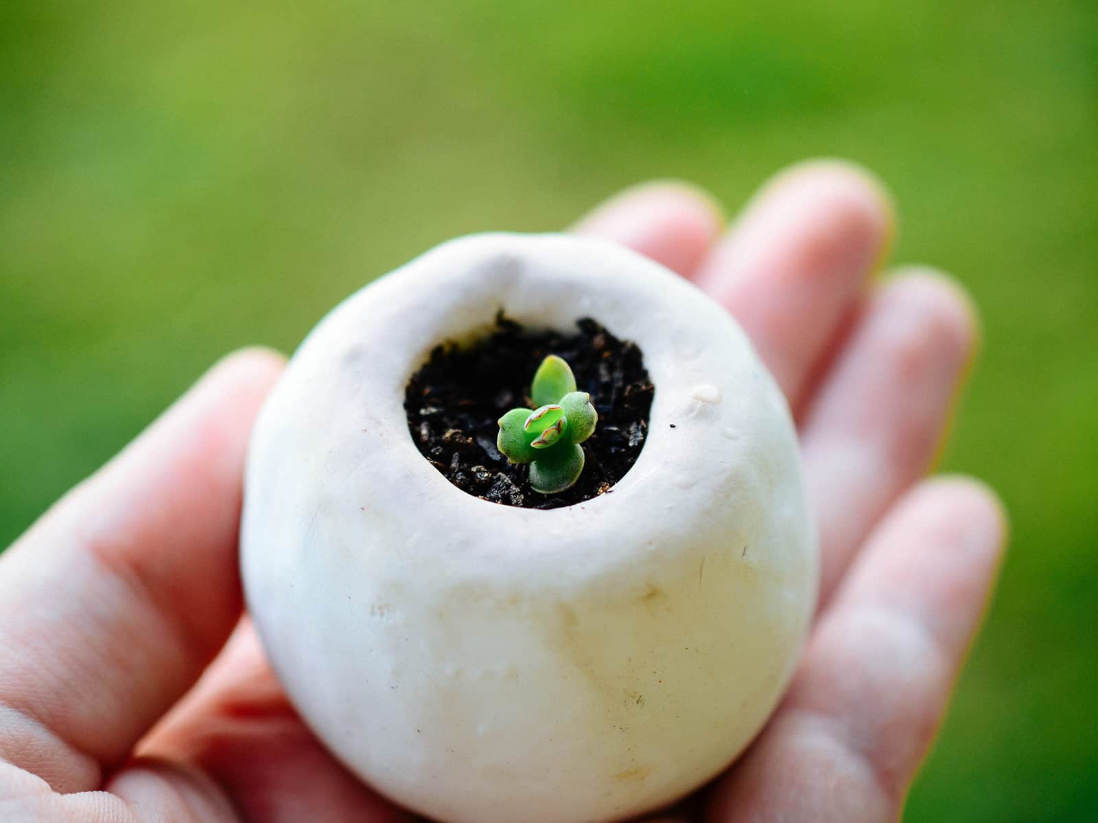 Hand holding a tiny white pot with a mother of thousands plantlet potted up in it