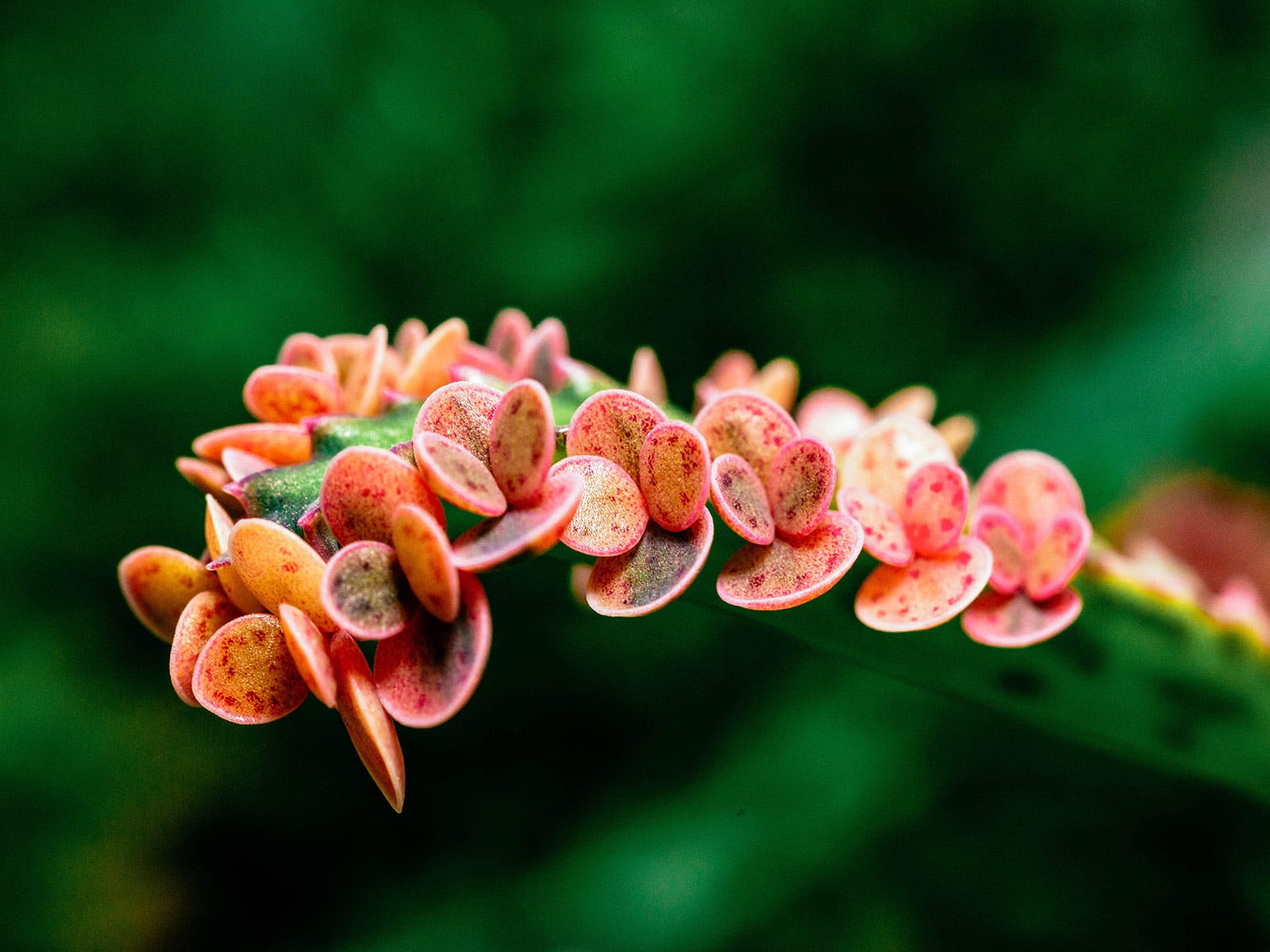 Close-up of pink plantlets on hybrid cultivar Kalanchoe 'Pink Butterflies'