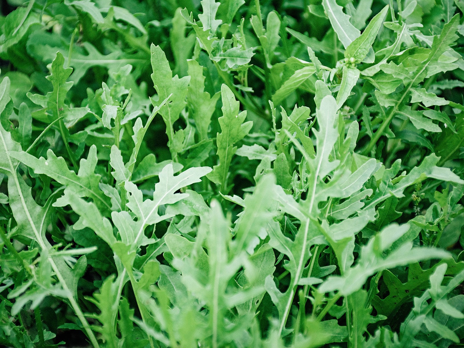 Arugula leaves