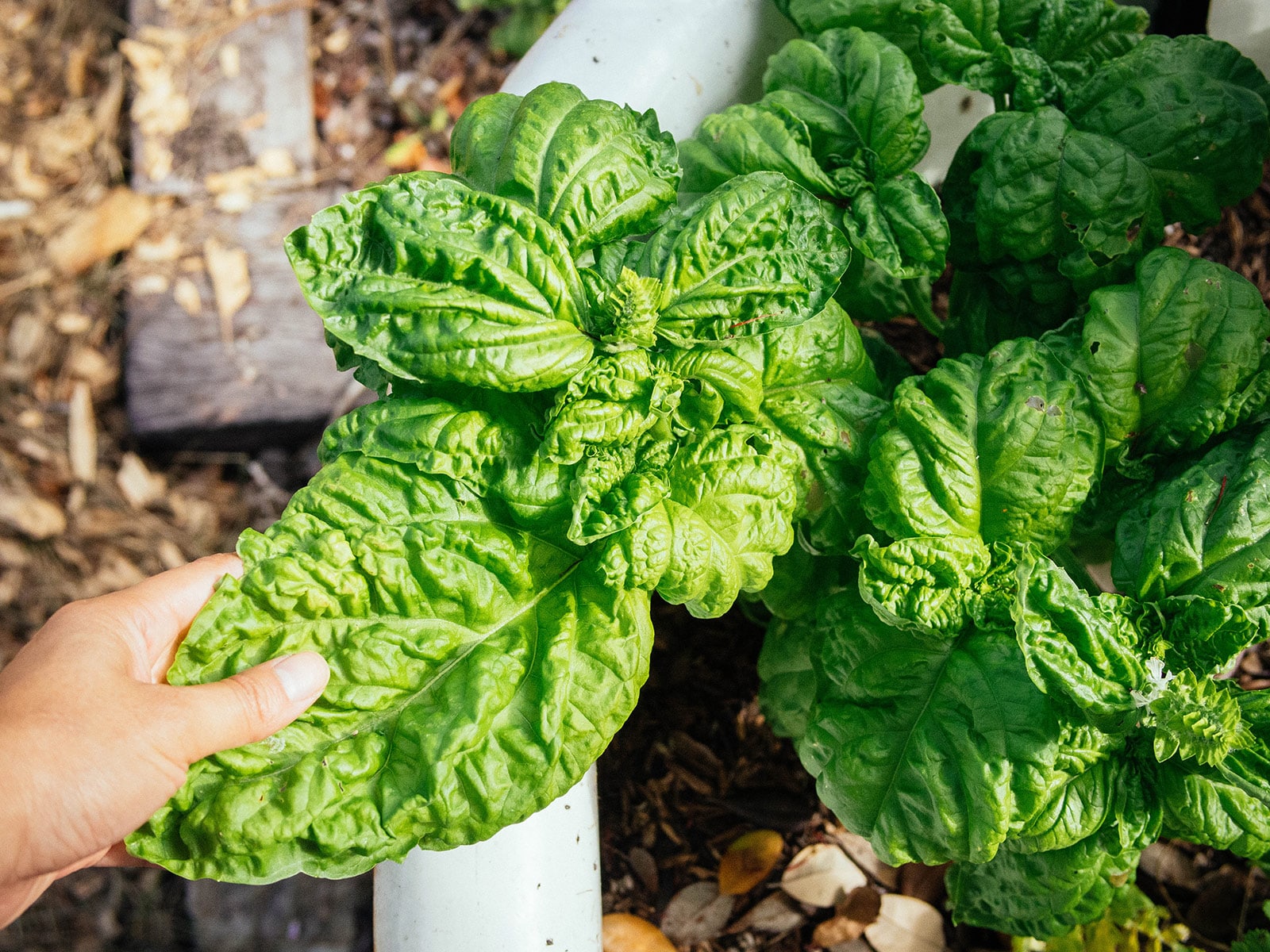 Woman's hand holding the edge of a Lettuce Leaf basil leaf growing in a garden tub