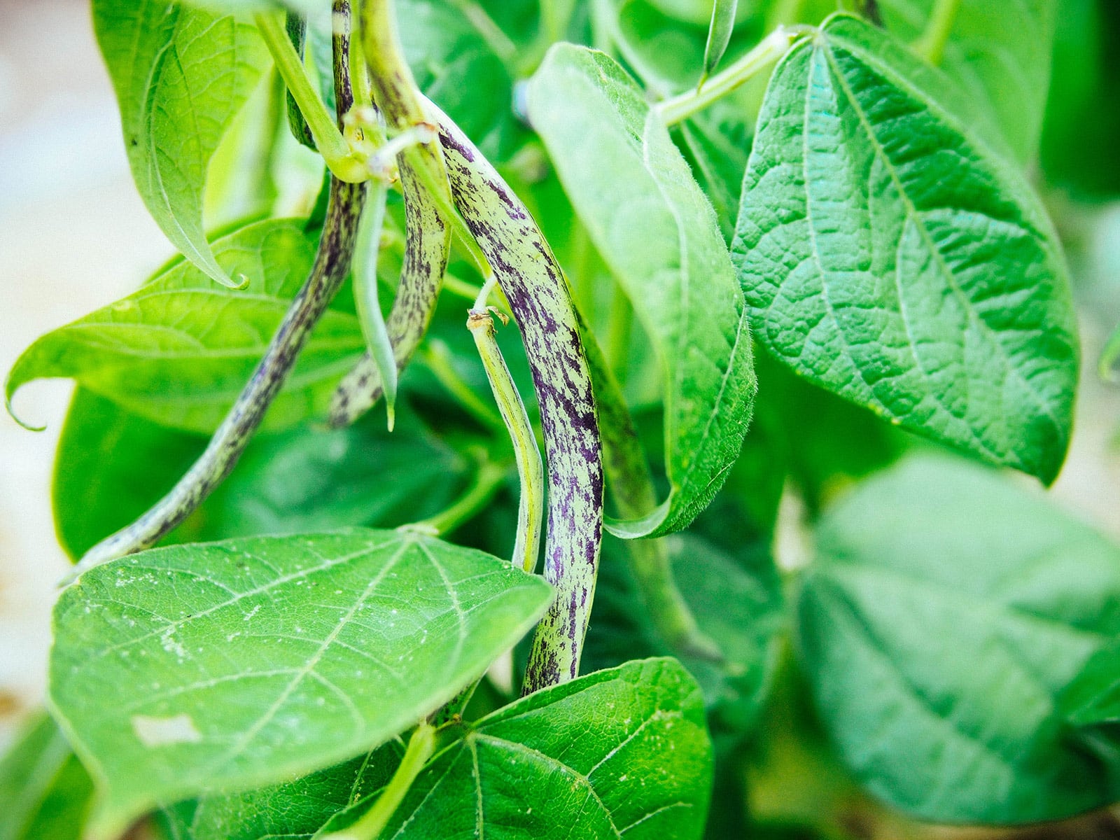 Dragon Tongue bush beans maturing on a plant