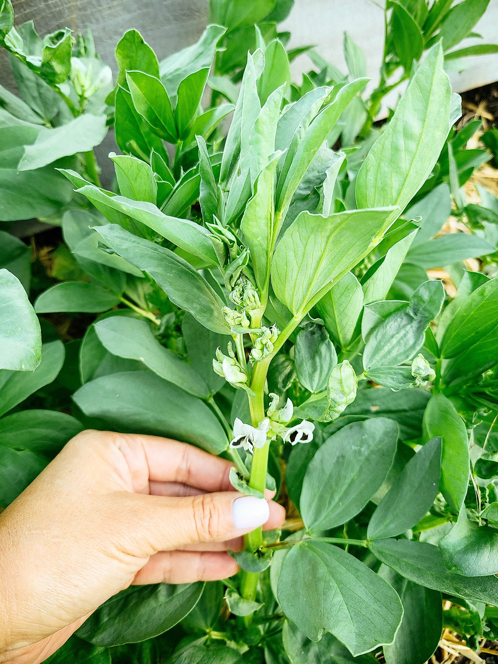 Woman's hand holding a fava bean plant stem with white flowers blooming