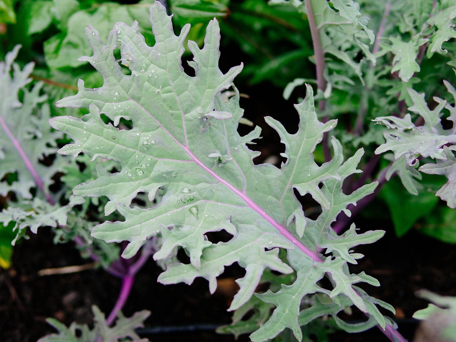 Close-up of Red Russian kale leaf with water droplets on it