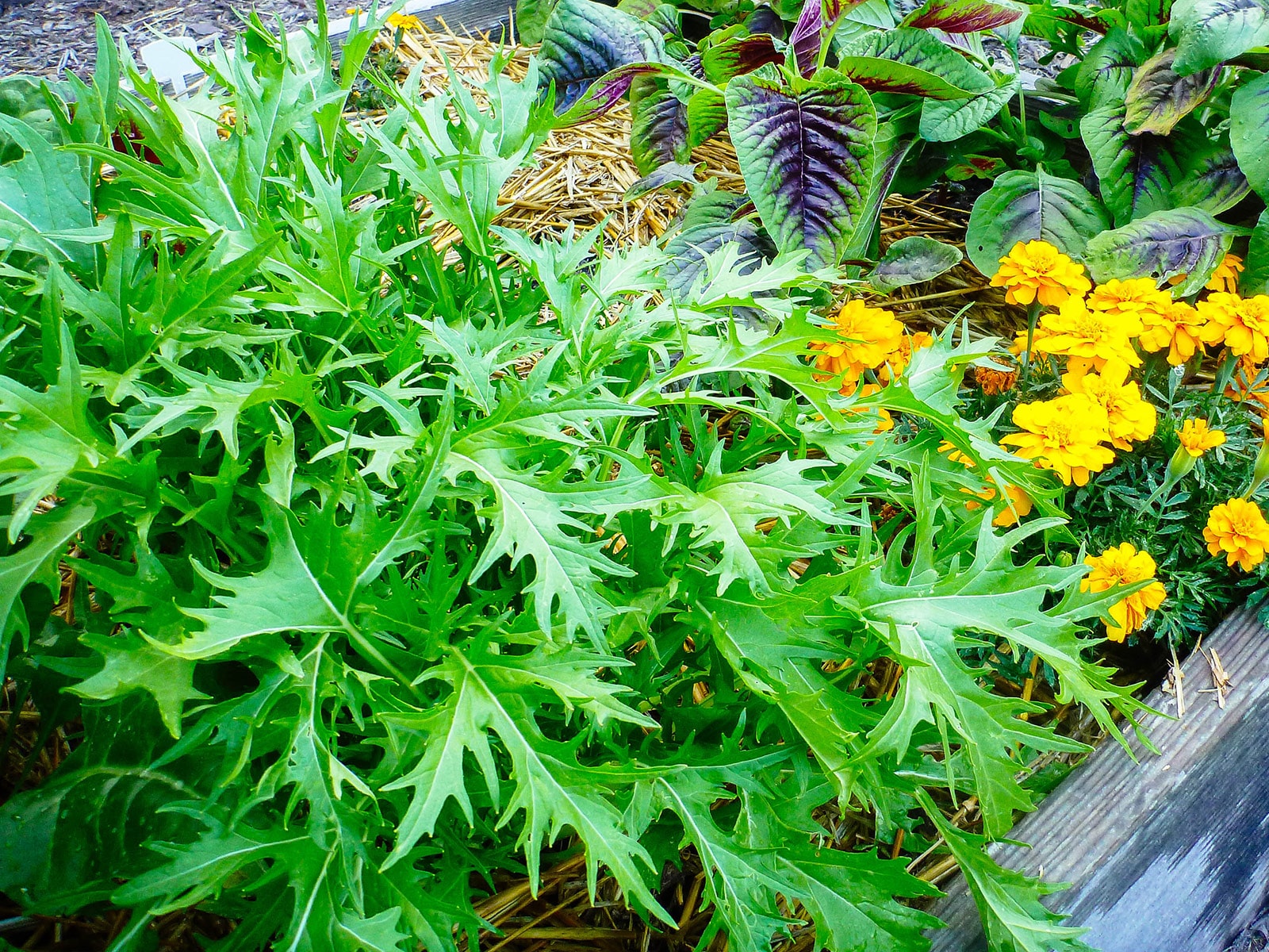 Mizuna growing in a garden bed with marigolds and edible red leaf amaranth