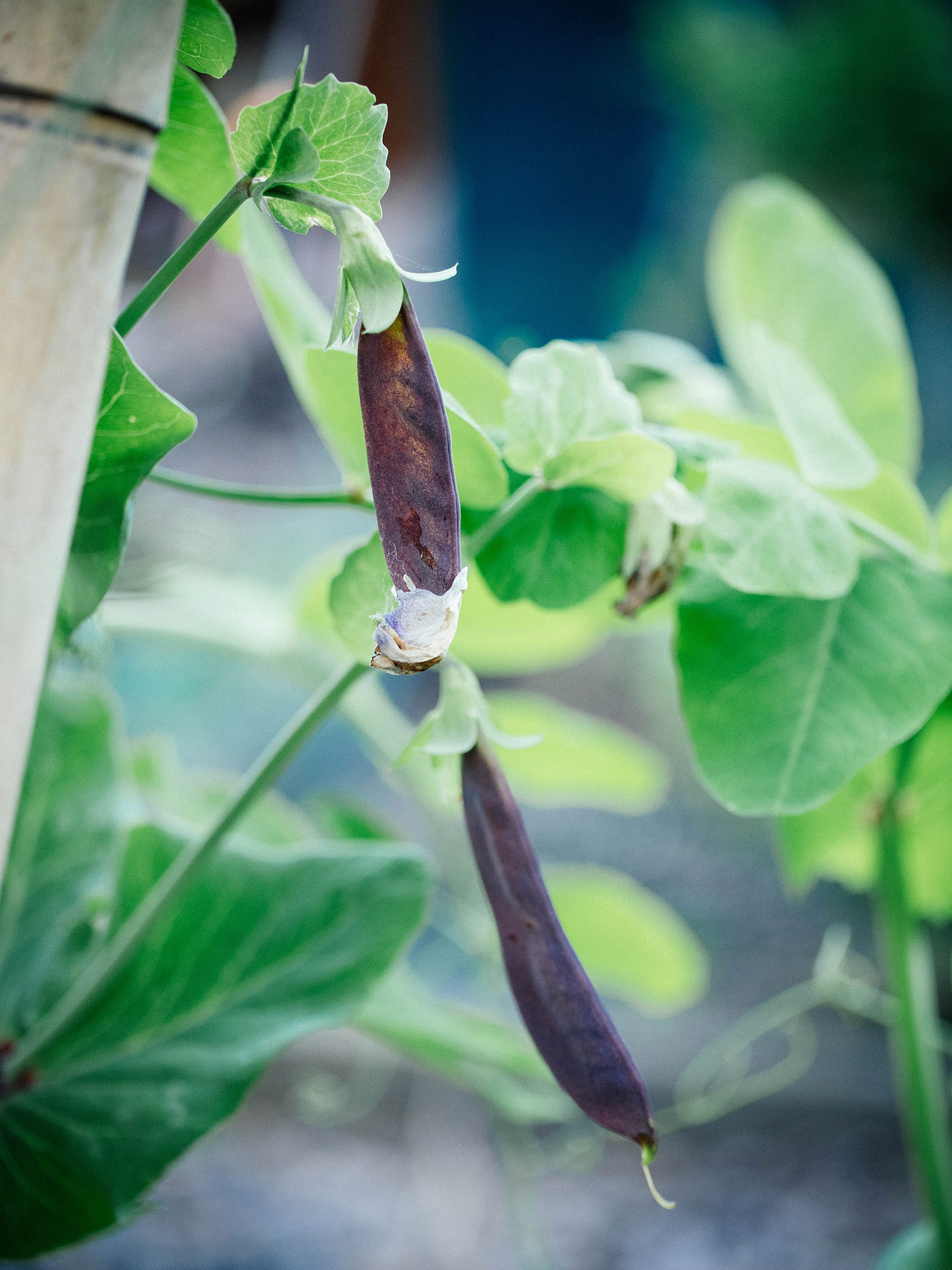 Close-up of bluish-purple snow pea pods on a vine