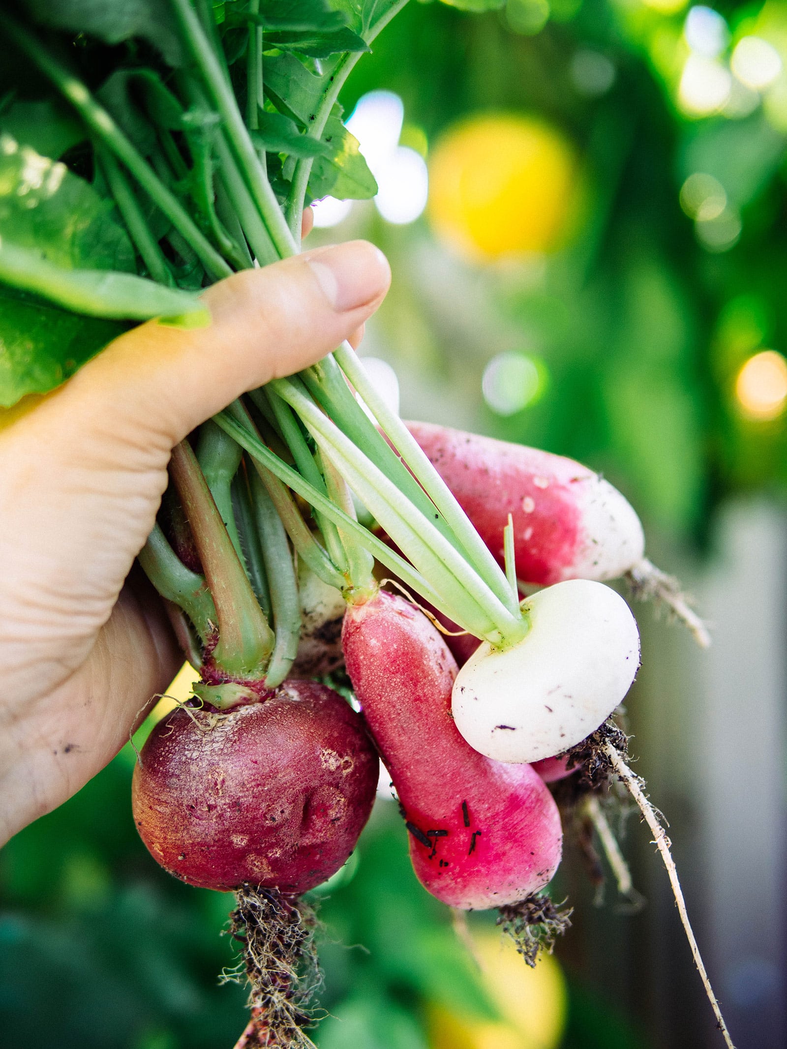 Woman's hand holding a bundle of different colored spring radishes including Crimson Giant, French Breakfast, and Hailstone
