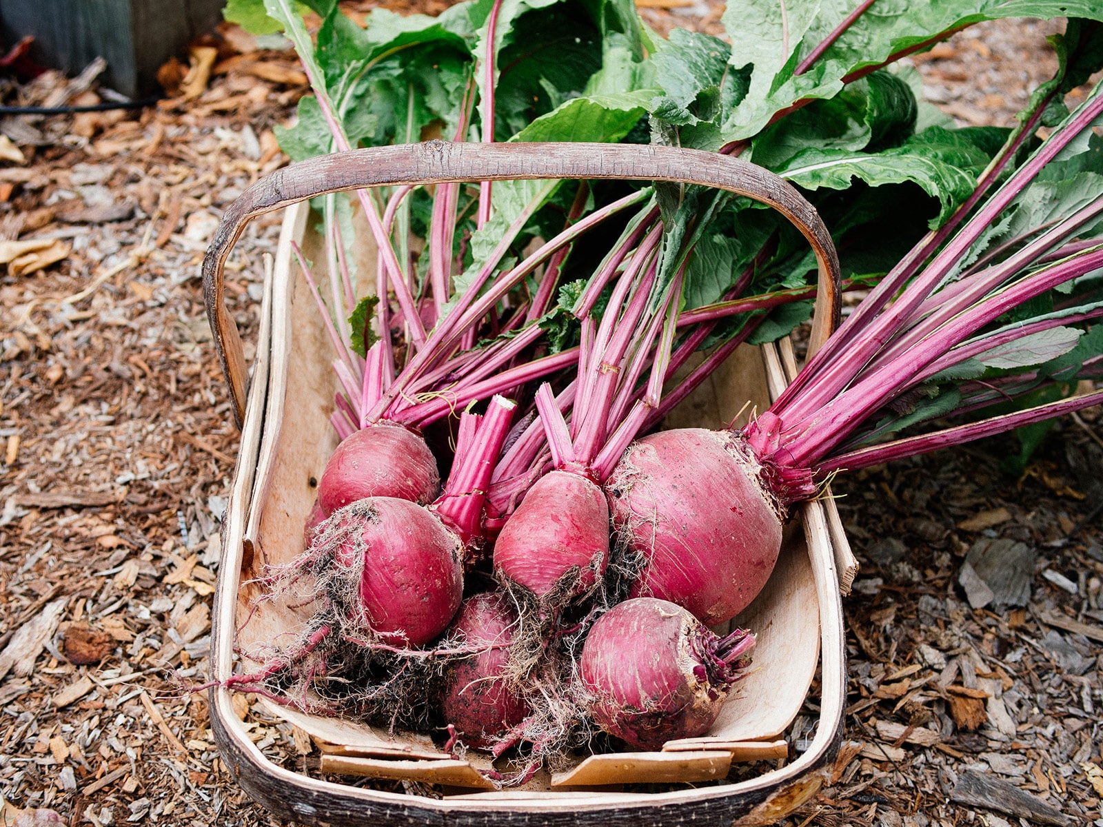 Freshly harvested reddish-purple turnips in a wooden basket