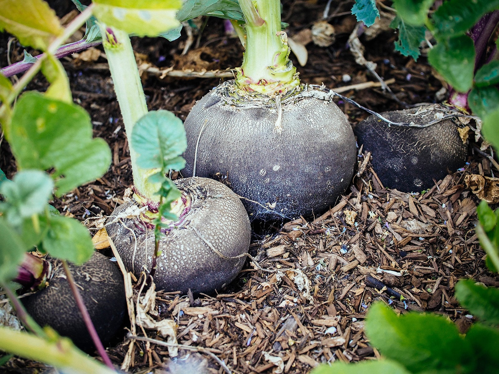 Four Black Spanish Round winter radishes emerging from the soil in a garden bed