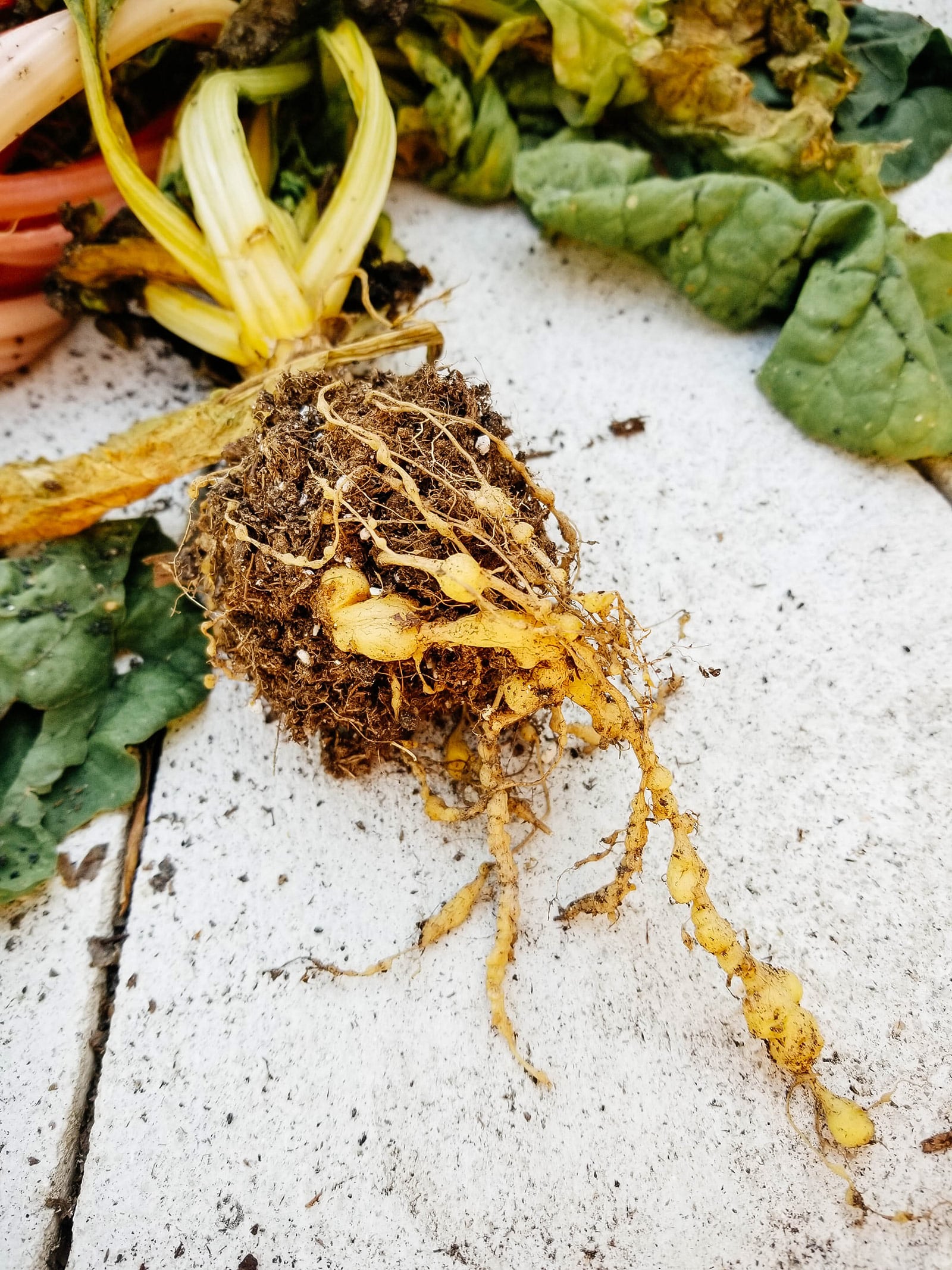 How to control root-knot nematodes organically in a vegetable garden