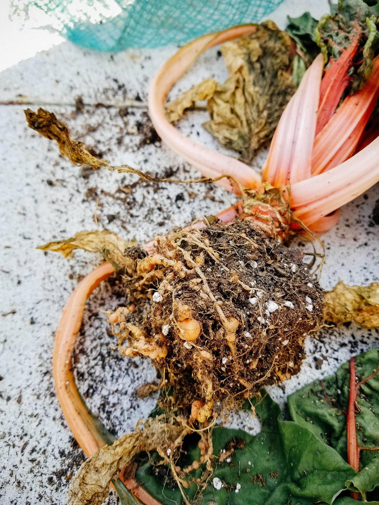 Red-stemmed chard plant with multiple galls on nematode-infected roots