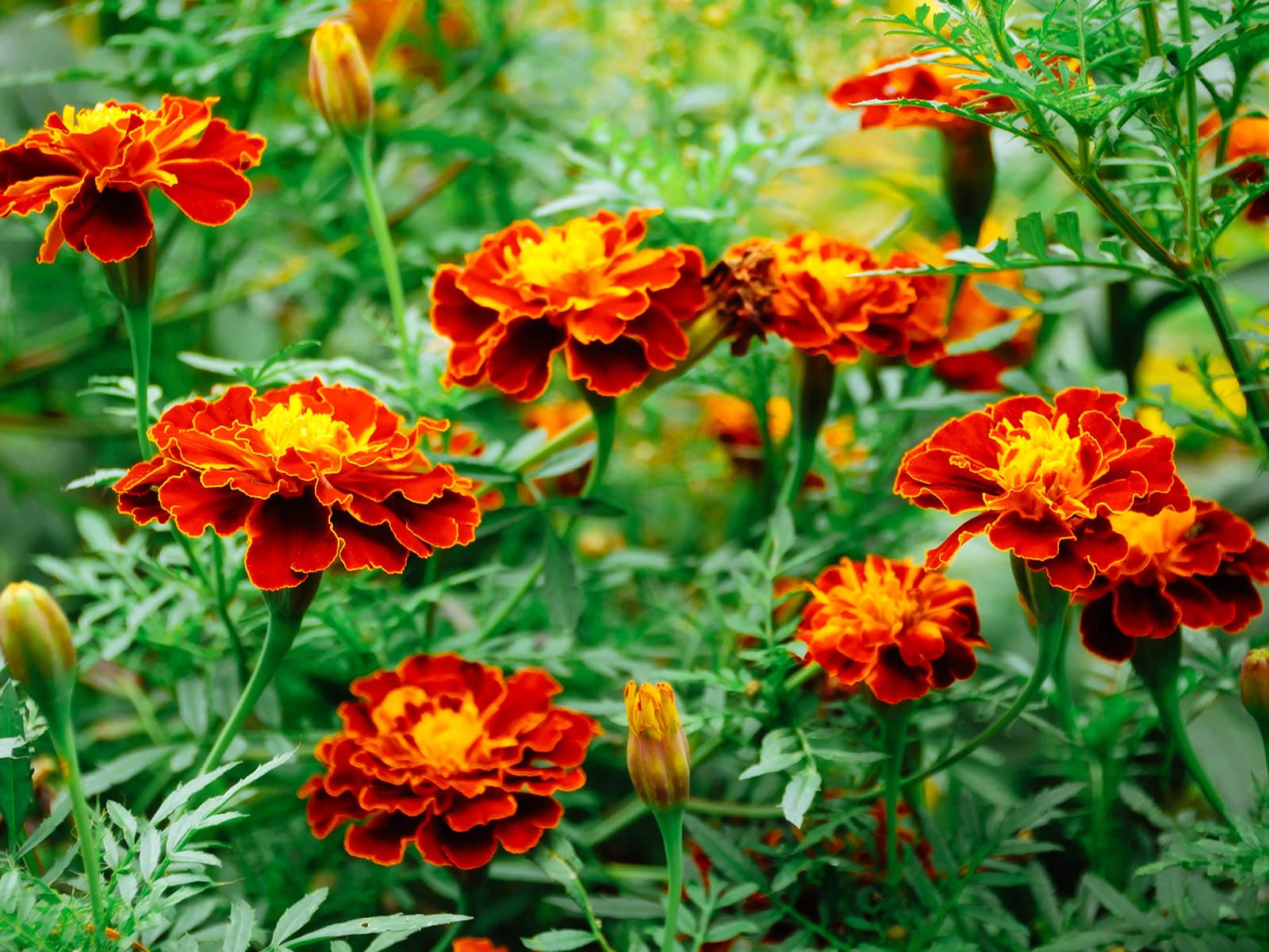 French marigolds (Tagetes patula) in bloom