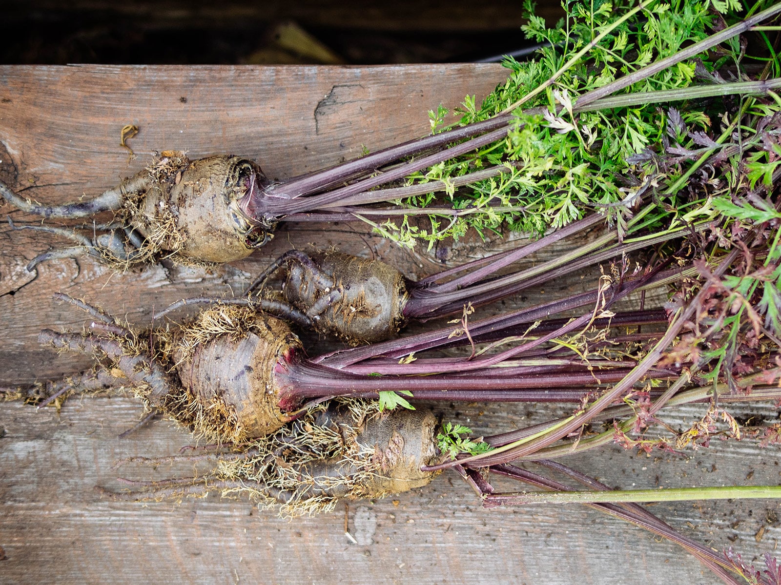 Root-knot nematode damage on a crop of purple carrots with stunted development, forked and twisted roots, and lots of hairy secondary roots