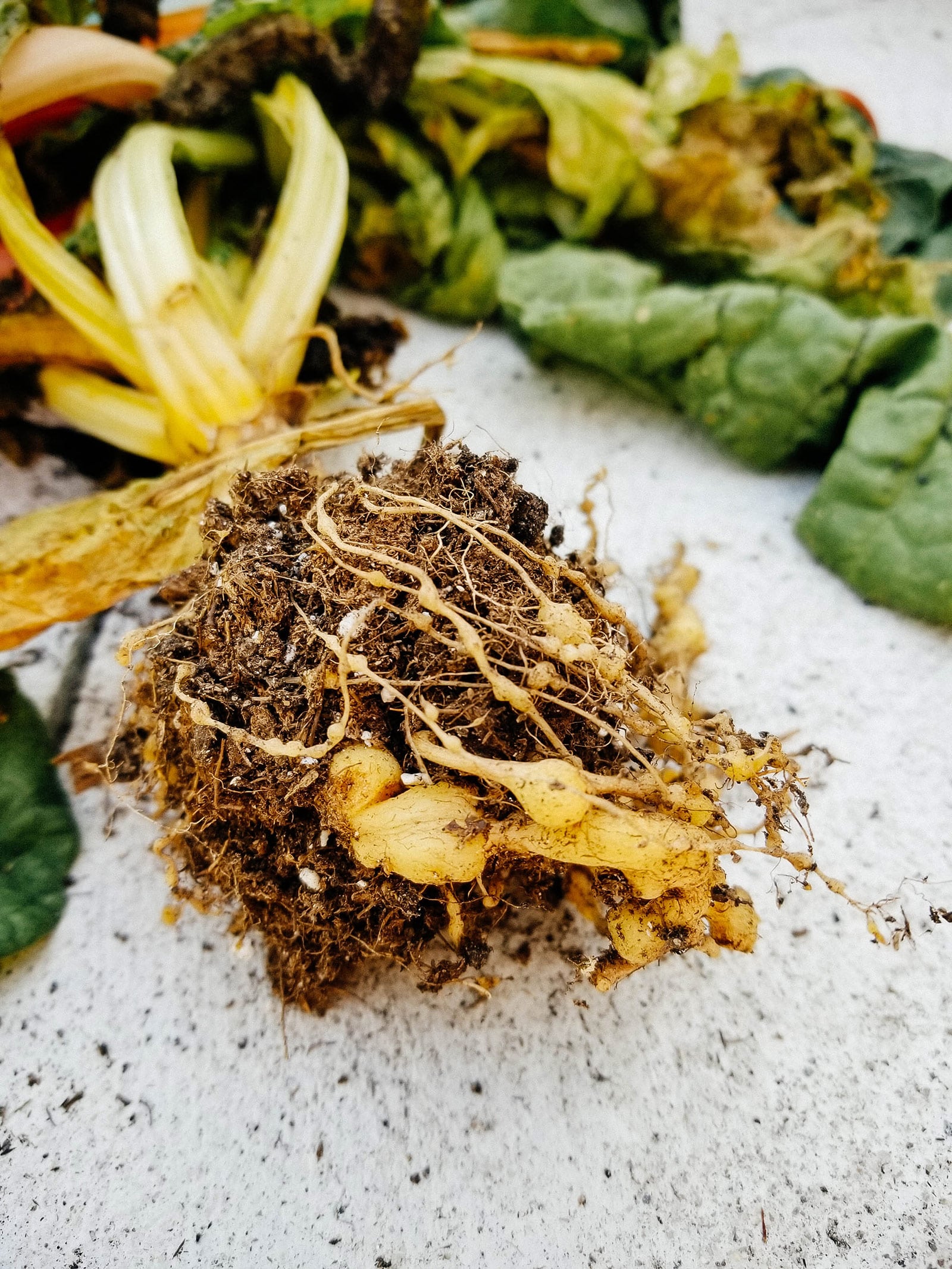 Detail of root-knot nematode damage on a yellow-stemmed Swiss chard plant