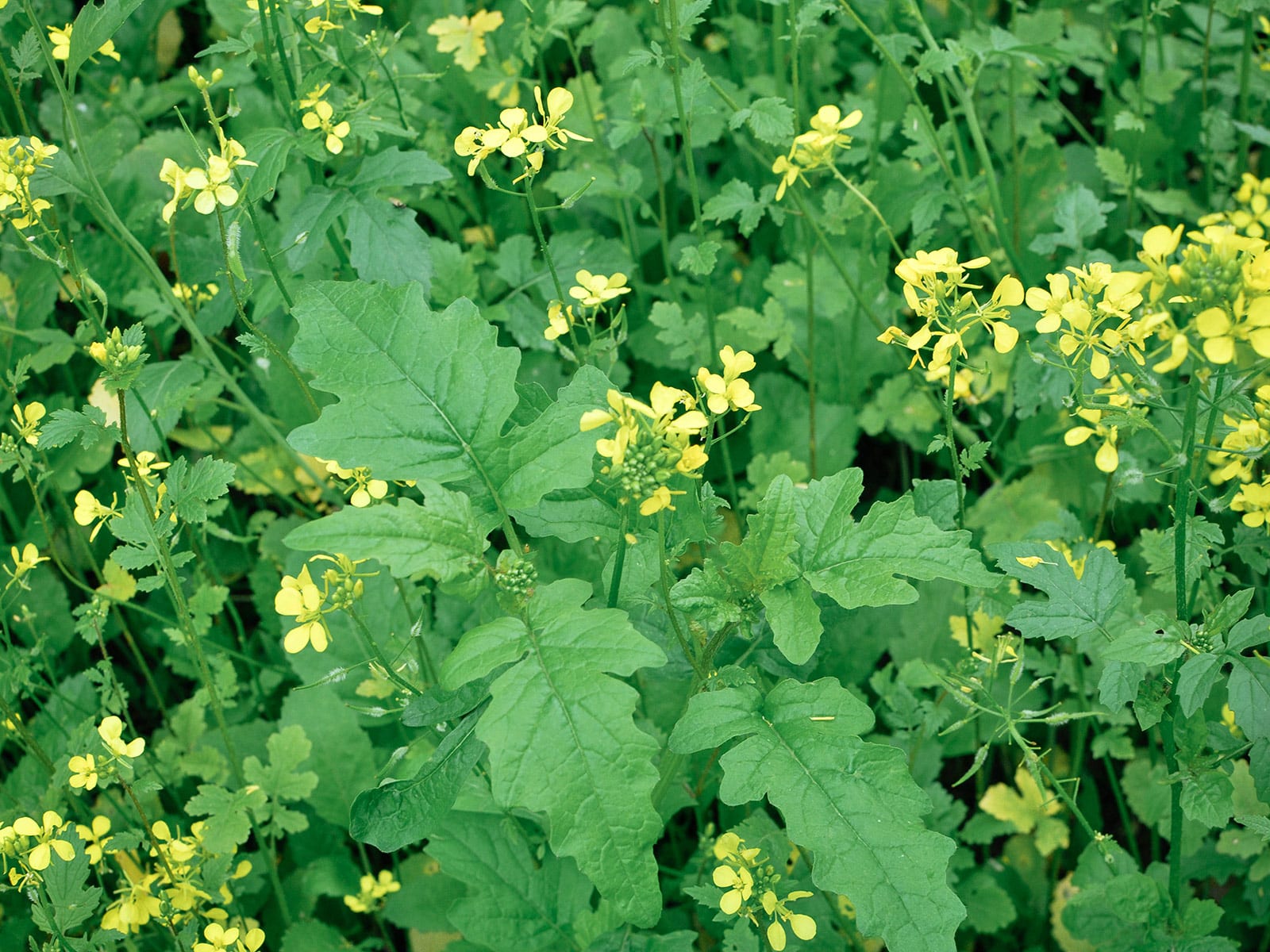 Flowering mustard plants