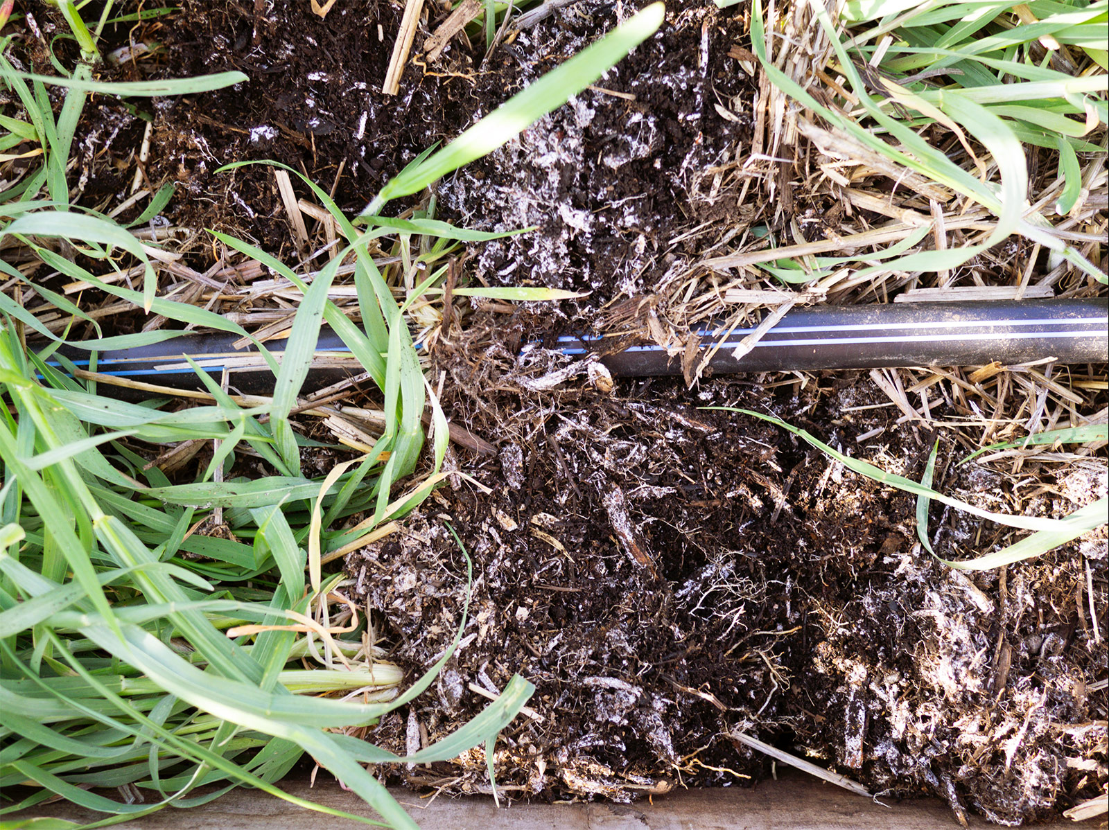 Close-up of mycorrhizal fungi in soil where a cover crop of winter rye was just turned over