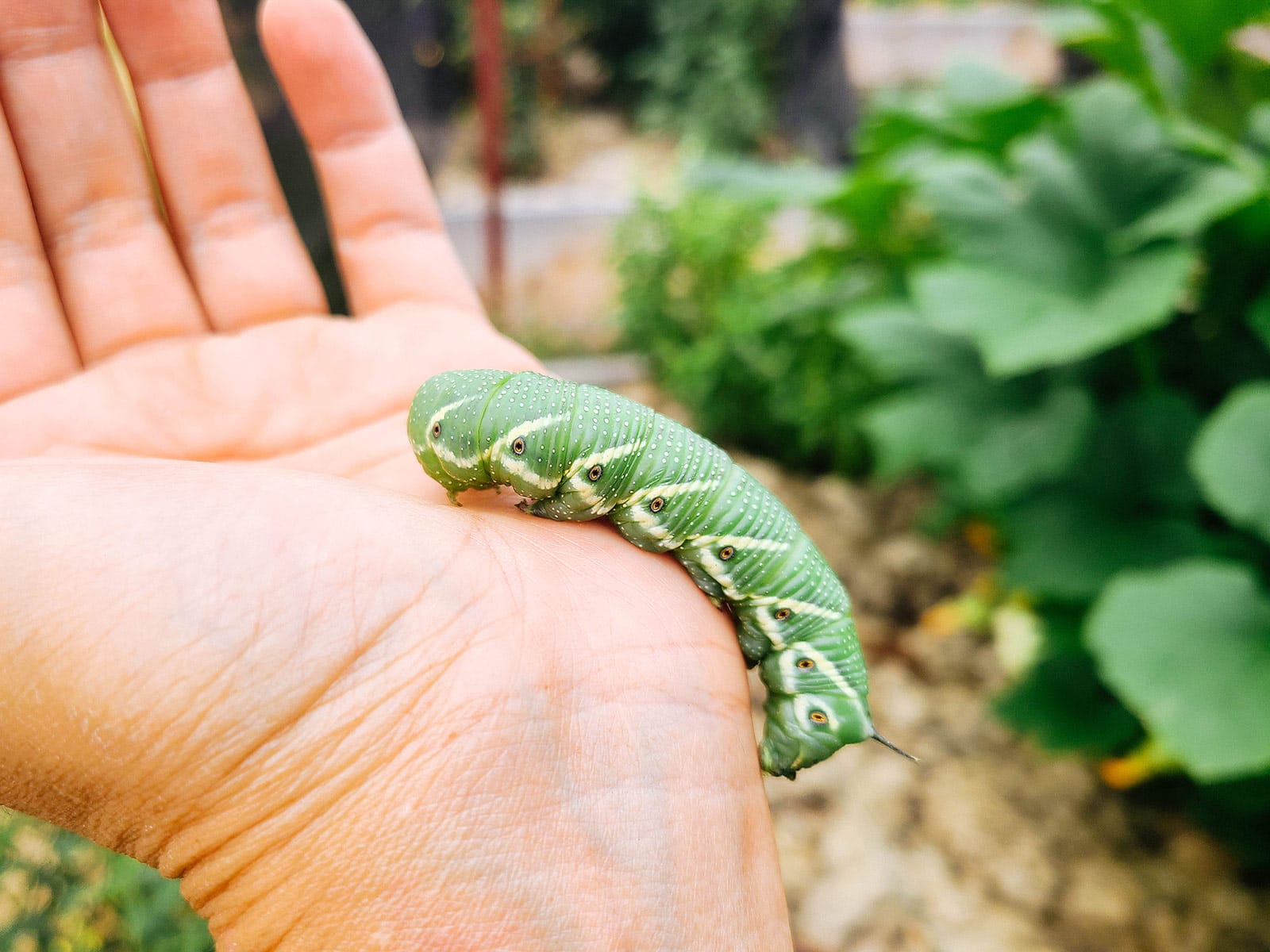Natural ways to get rid of tomato hornworms (for good)