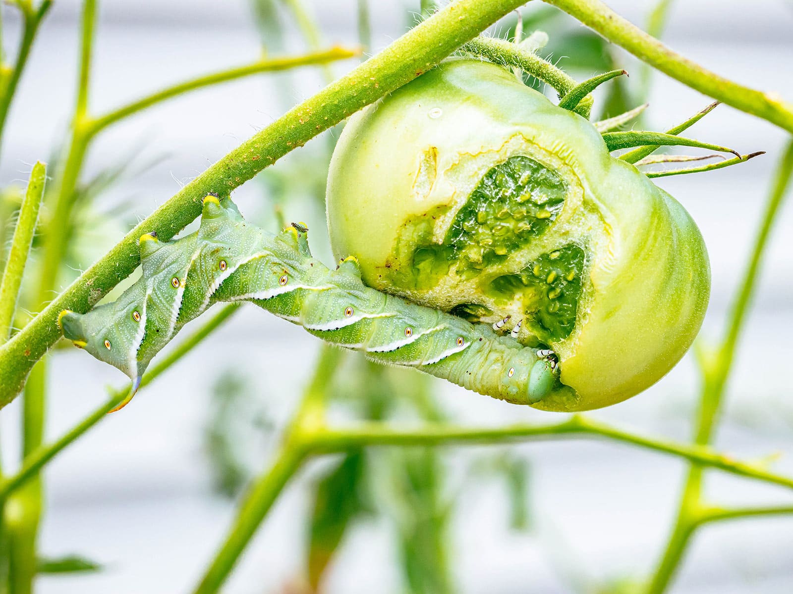 Tobacco hornworm clinging to a tomato stem and eating a large immature tomato fruit