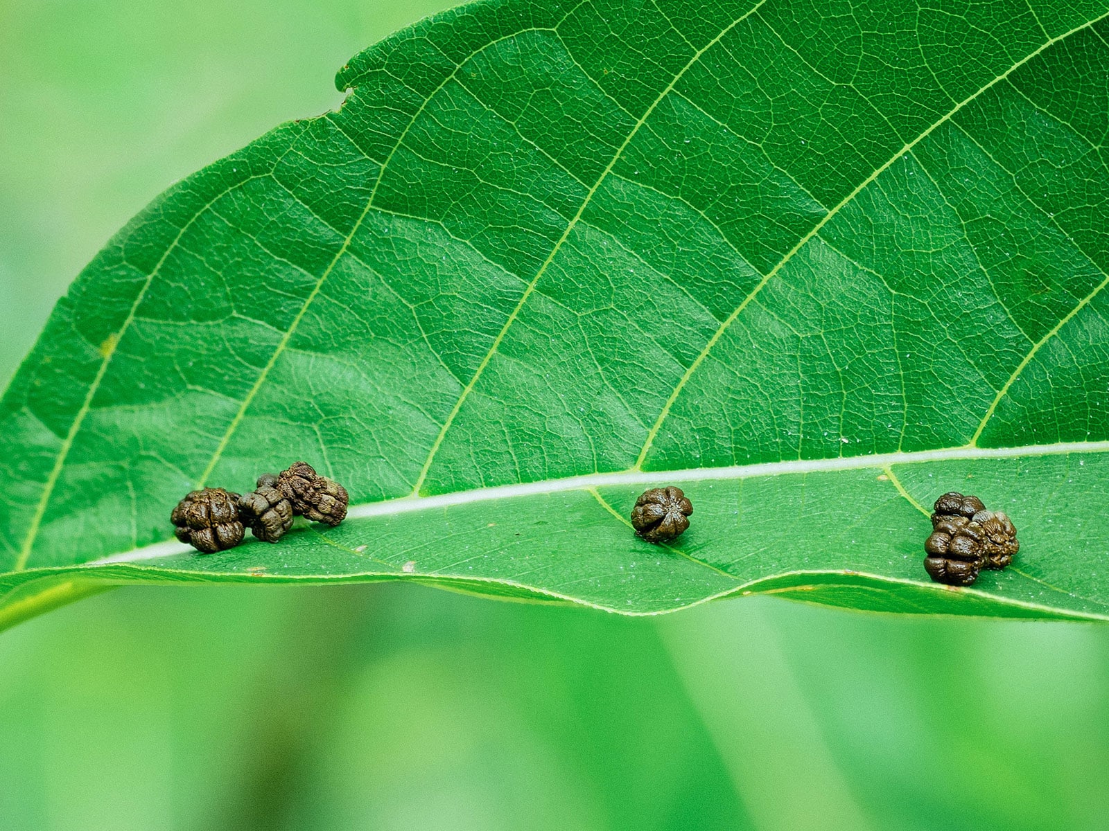 Hornworm frass scattered on the surface of a leaf