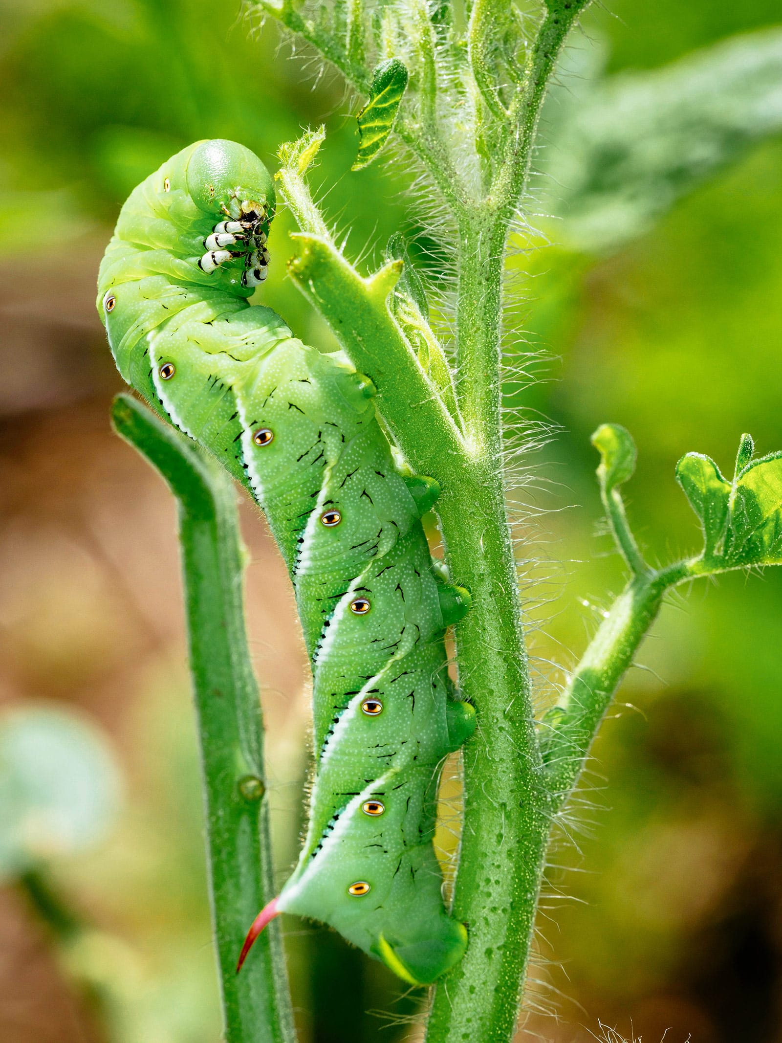 A tobacco hornworm clinging to a tomato stem and eating tomato leaves