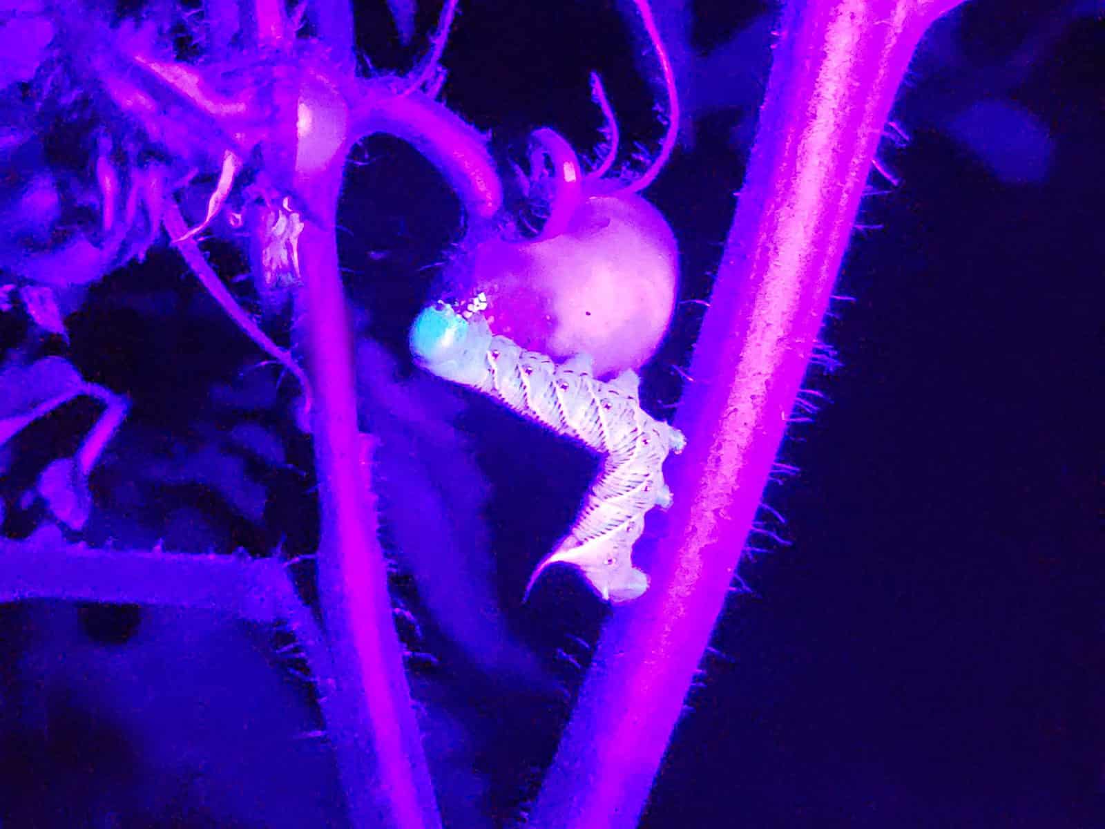 A hornworm found eating a tomato fruit as black light reveals it hiding in the plant at night