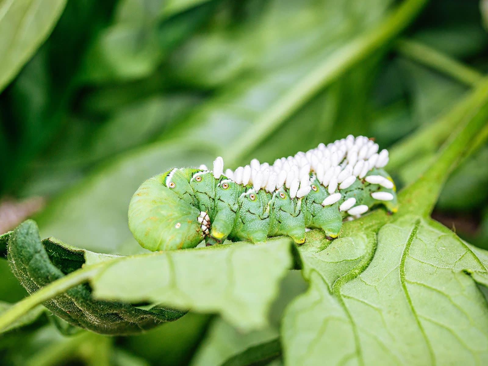 A parasitized hornworm on a tomato leaf covered in many white braconid wasp cocoons