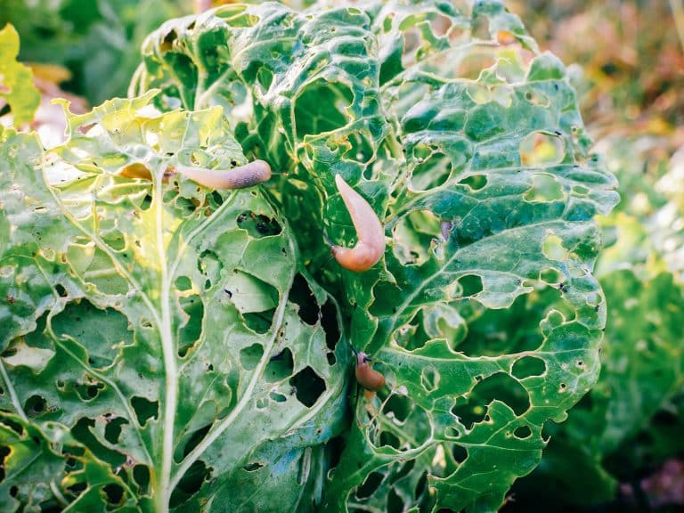 Stop slugs in the garden (without poison, copper, or coffee grounds)