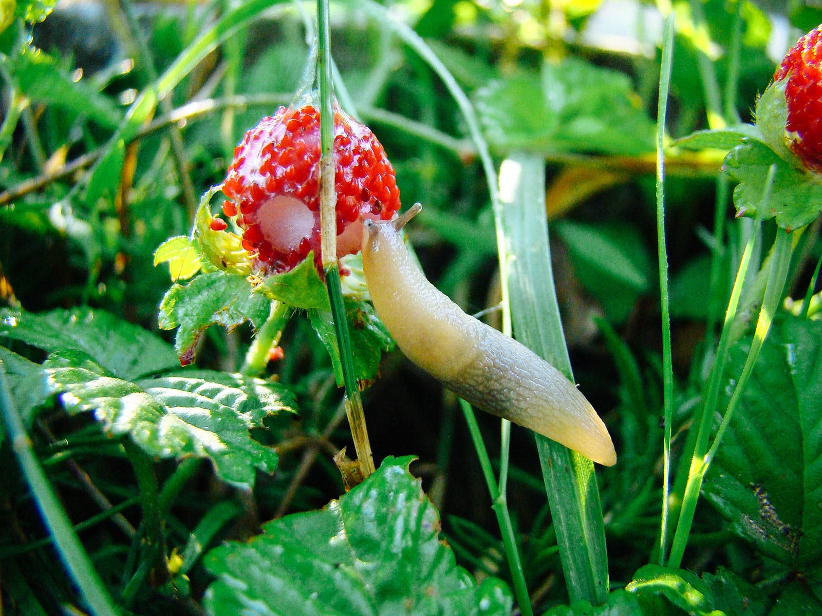 A slug eating a strawberry fruit off a plant