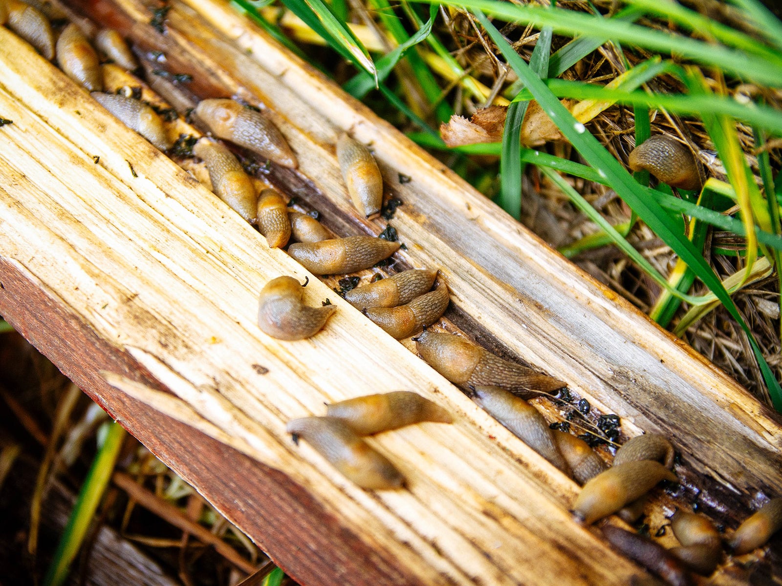 Dozens of brown slugs gathered in the crevice of an old wooden board in a garden