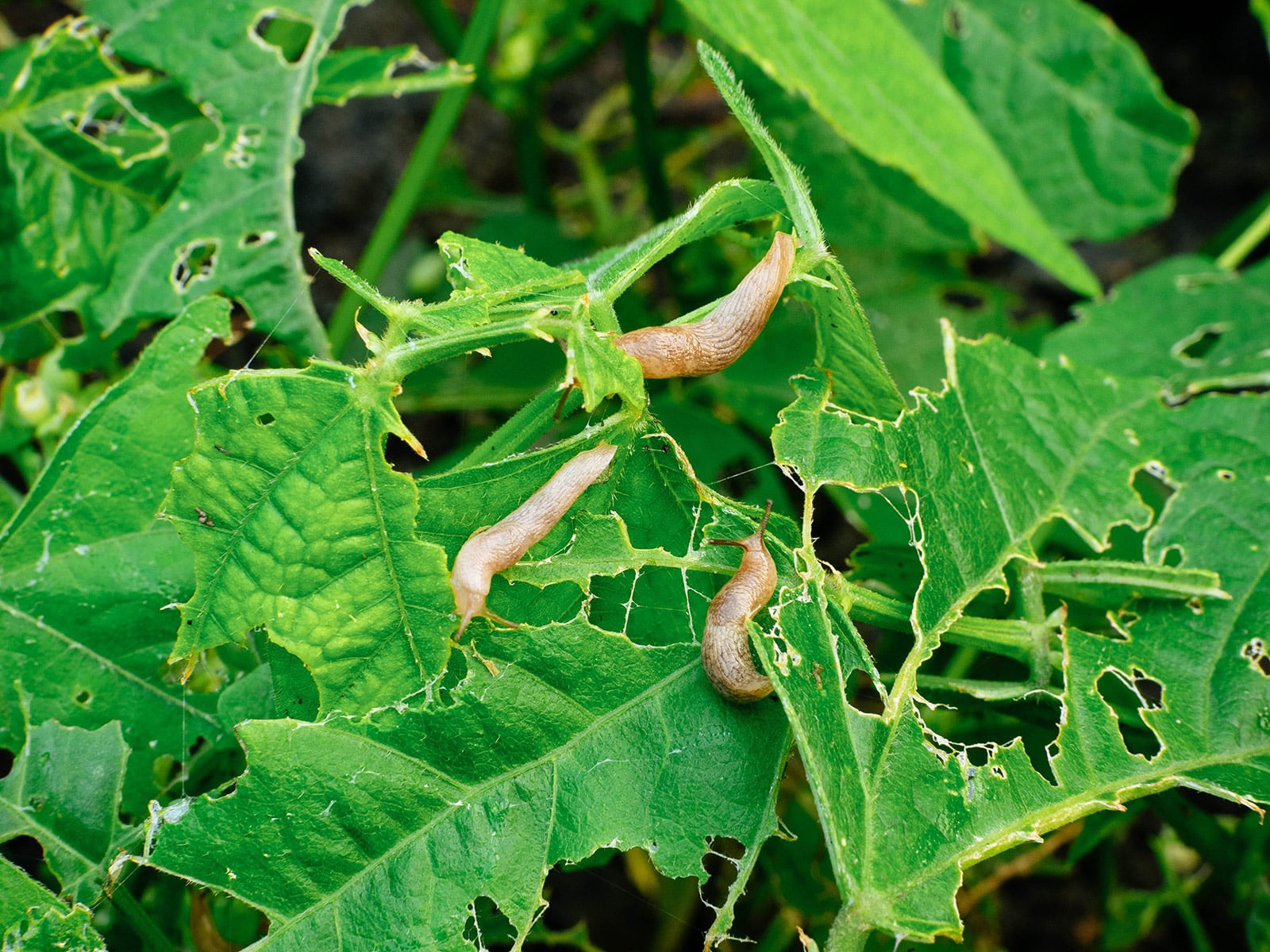 Three brown garden slugs eating bean leaves full of holes