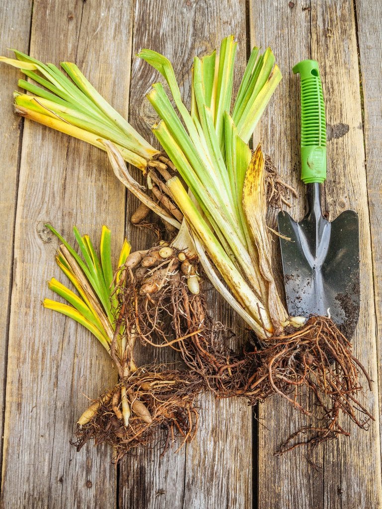 Iris plant divided into four clumps and placed on a rustic wooden surface next to a black trowel