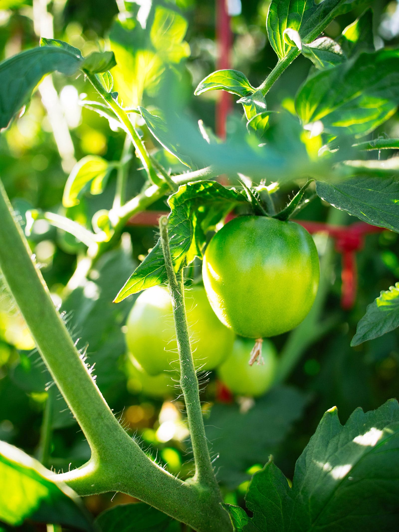 Tomatoes not turning red? Reasons why and what to do about it