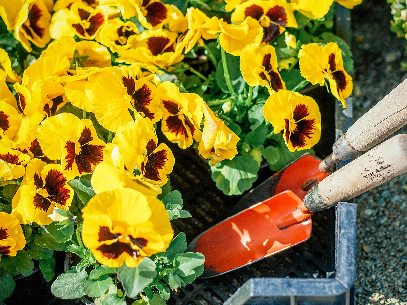 Here's what to plant in fall for beautiful spring color