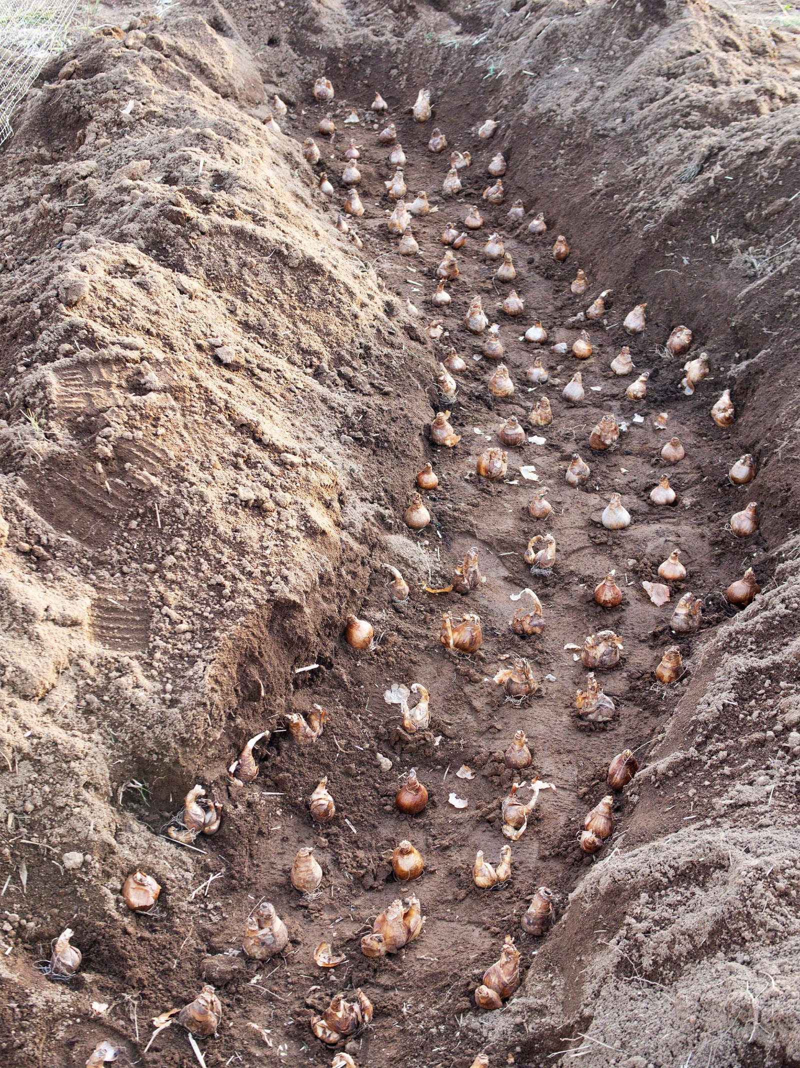 A curving soil trench filled with dozens of daffodil bulbs being planted