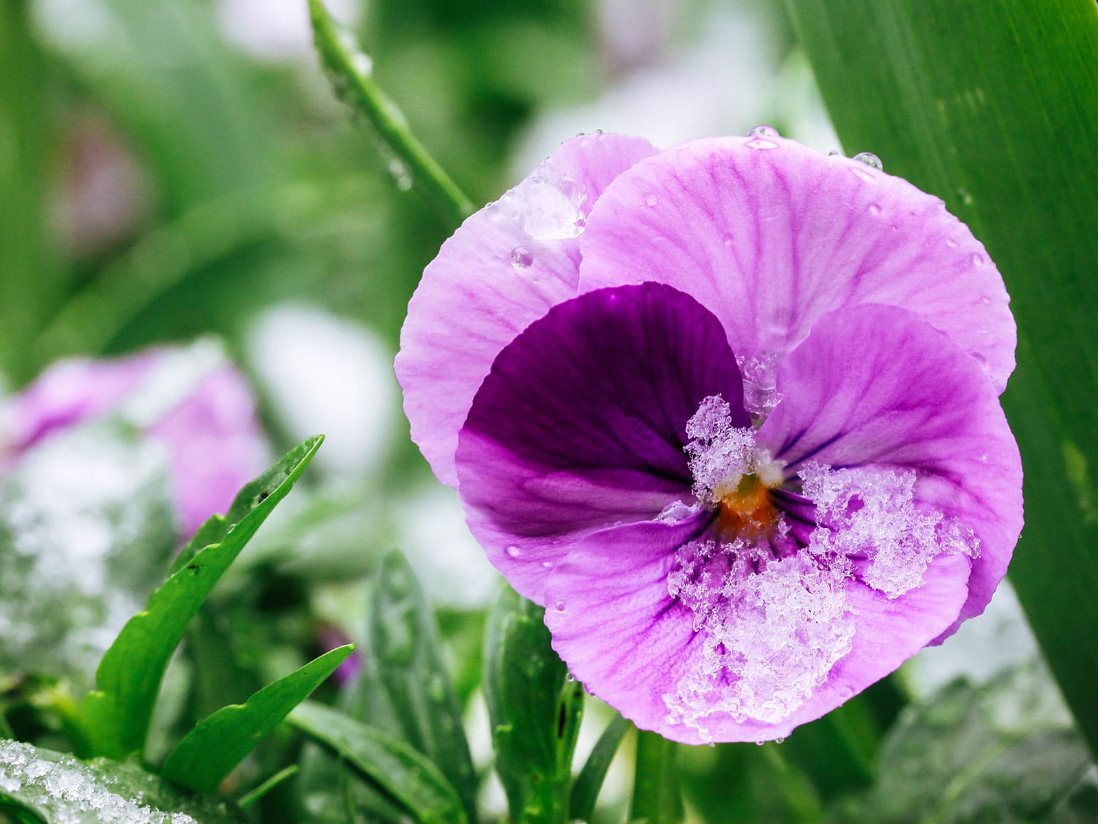 A pink and purple pansy with ice and snow on its petals and leaves