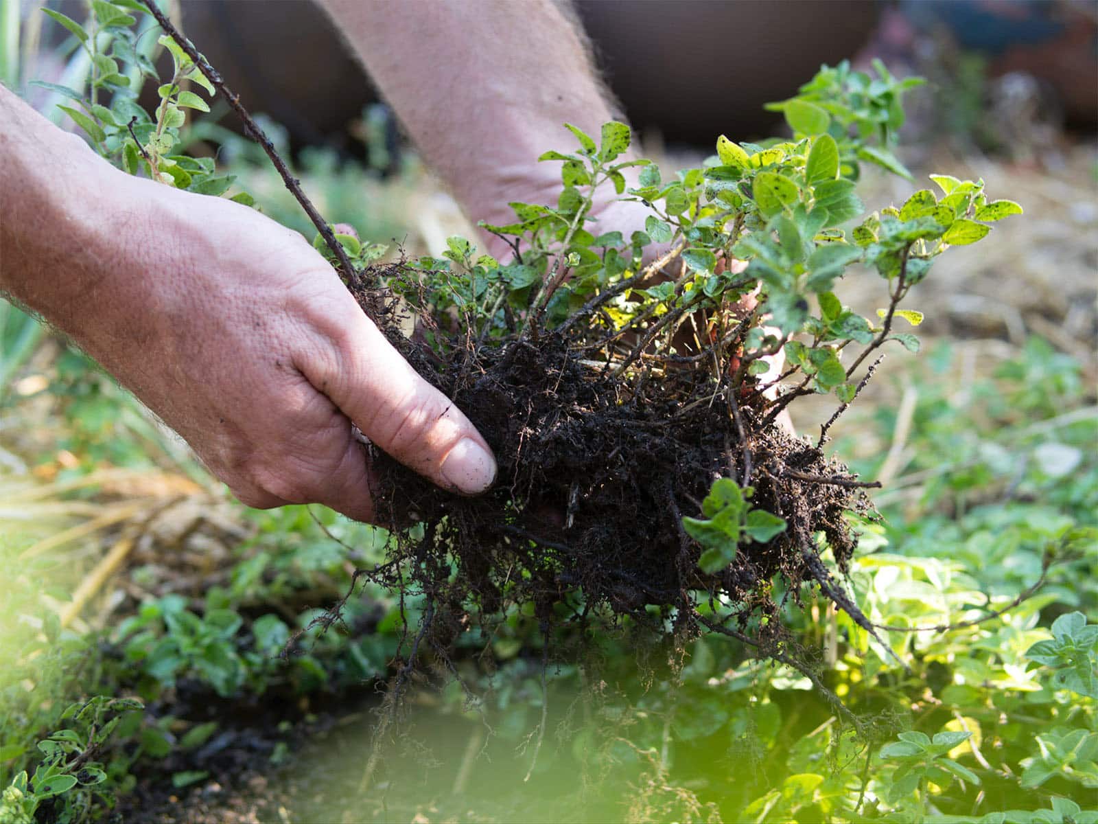 A man's hands holding up a clump from an oregano plant being divided in the garden