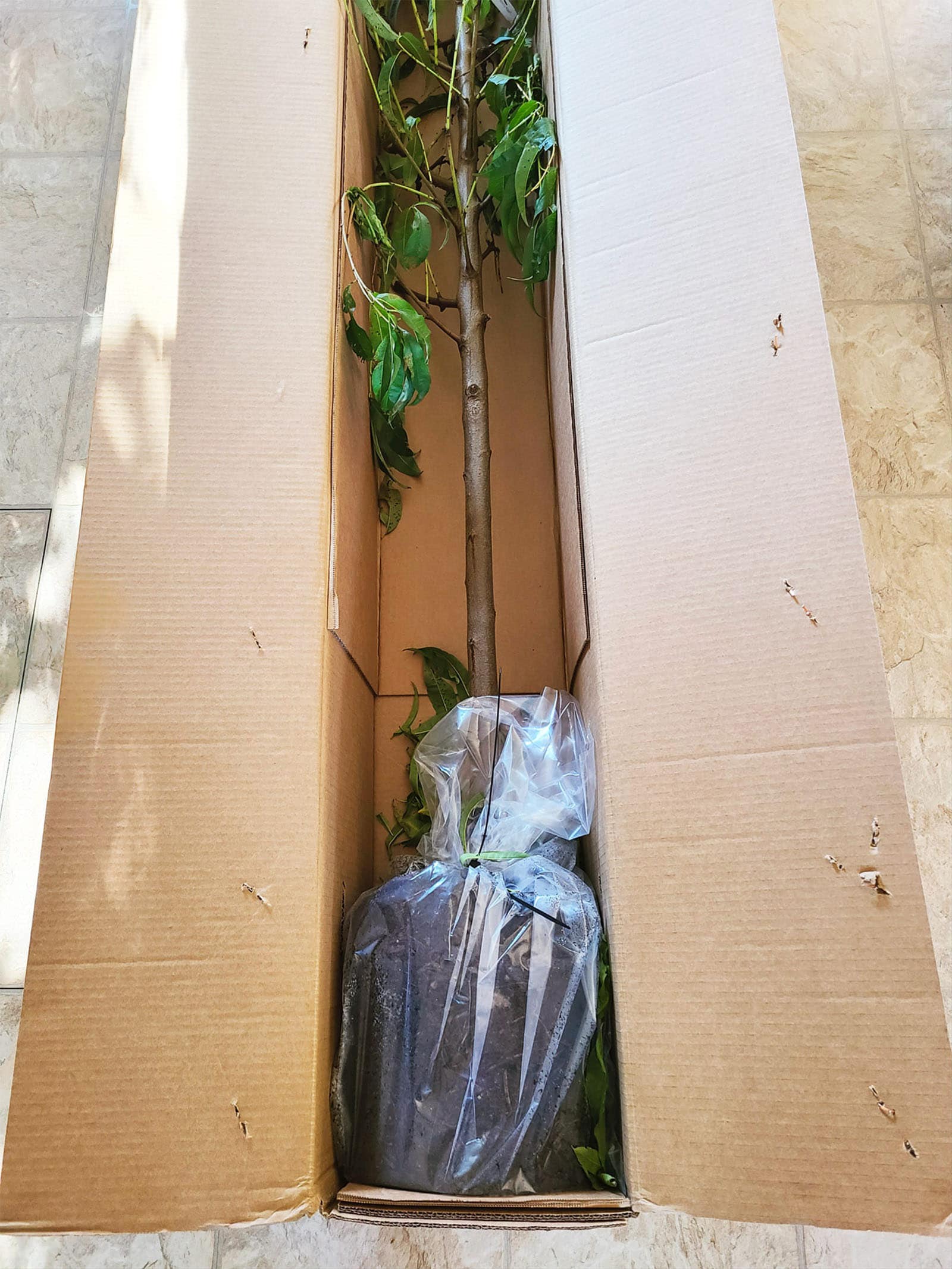 A long and narrow cardboard shipping box containing a peach tree with its root mass wrapped in plastic