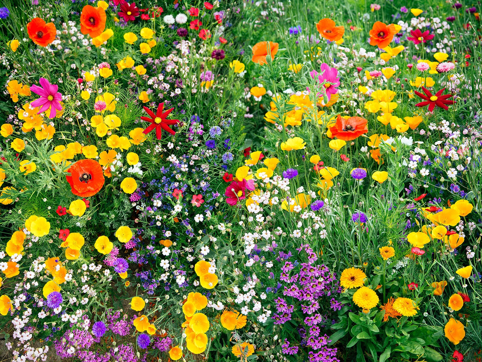 A flower bed full of different varieties of brightly colored wildflowers in bloom, including poppies, cosmos, and calendula