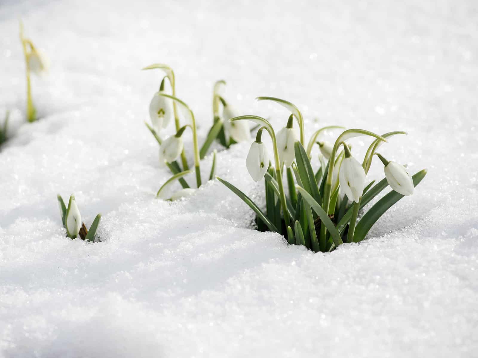 Snowdrops in bloom with more Galanthus bulbs just emerging from heavy snow cover